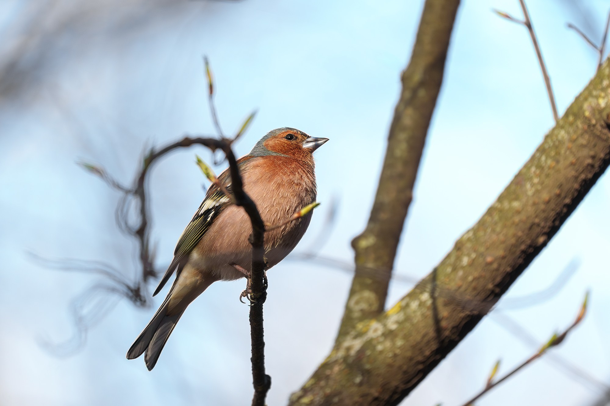 Удивительные мир птиц. Вокруг нас столько прекрасного — присмотритесь!. Ваш личный фотограф Марина Волкова