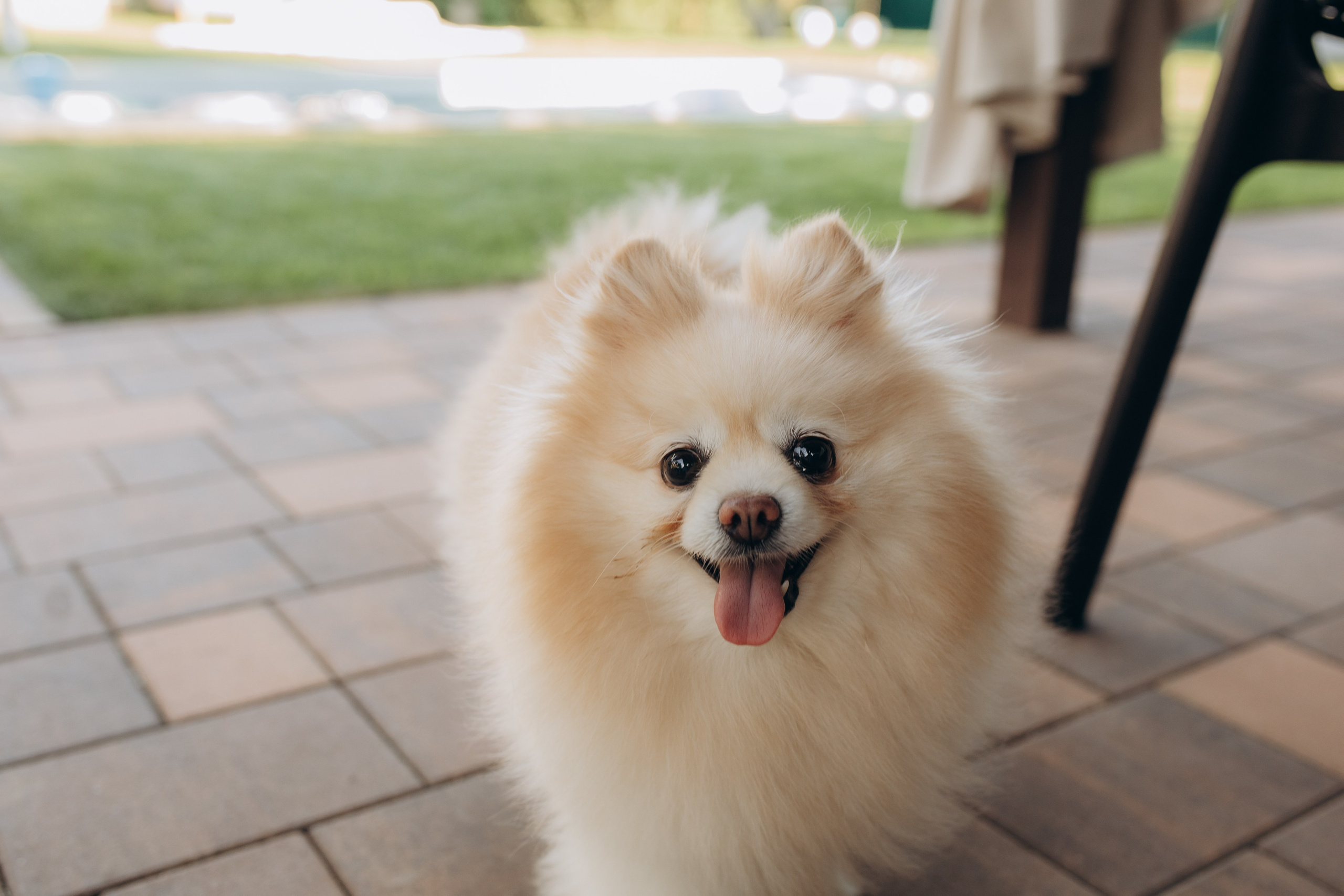 День Рождения. Виктория Белохвостикова