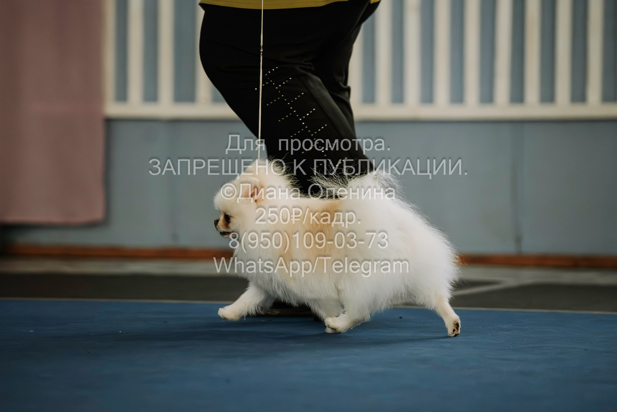 Выставка собак Красноярск 29.10.2023. Фотограф Диана Оленина Красноярск / Братск