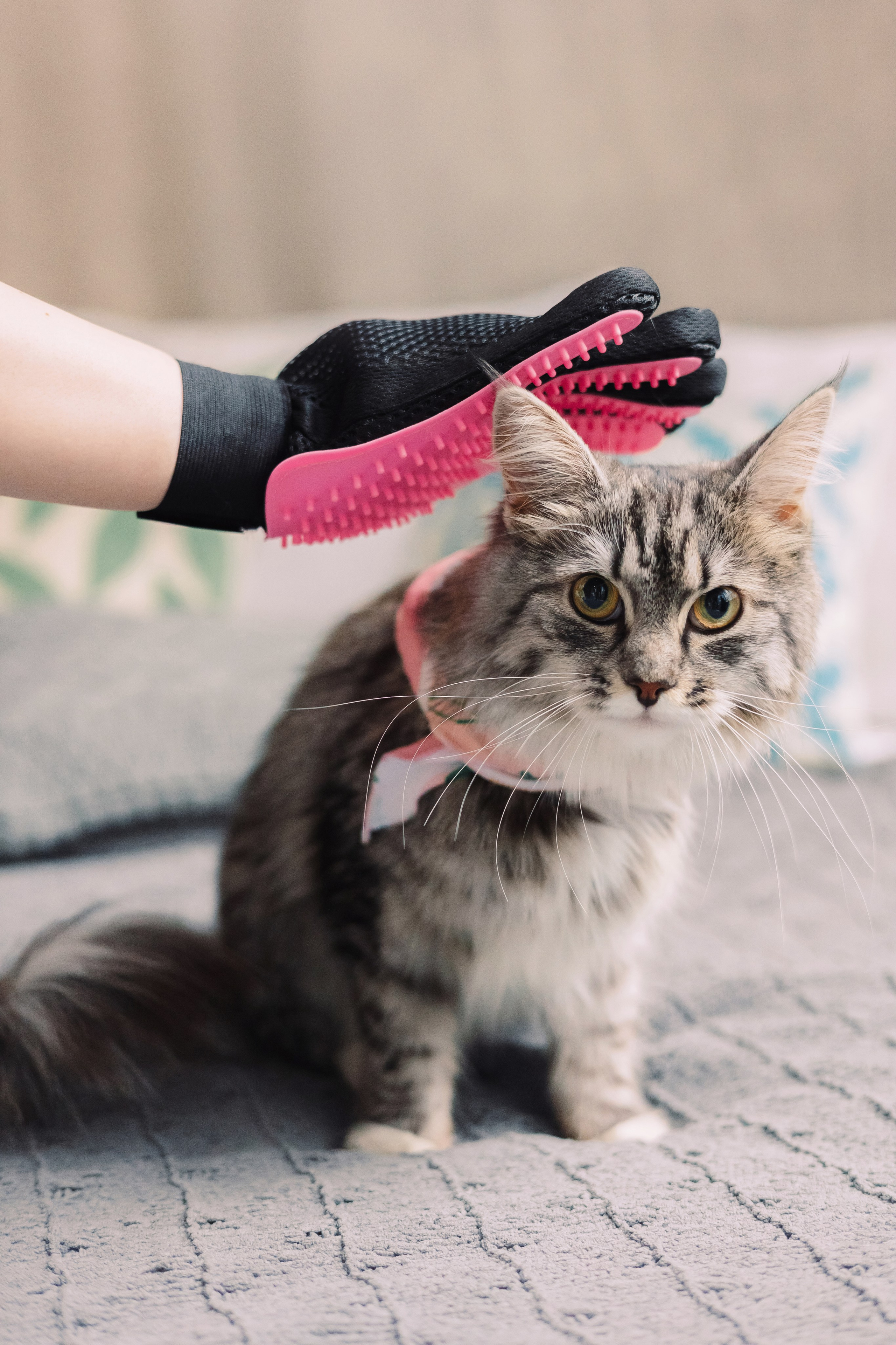 Магазин Friend of mine. Фотограф-анималист Елена Радченко, Москва