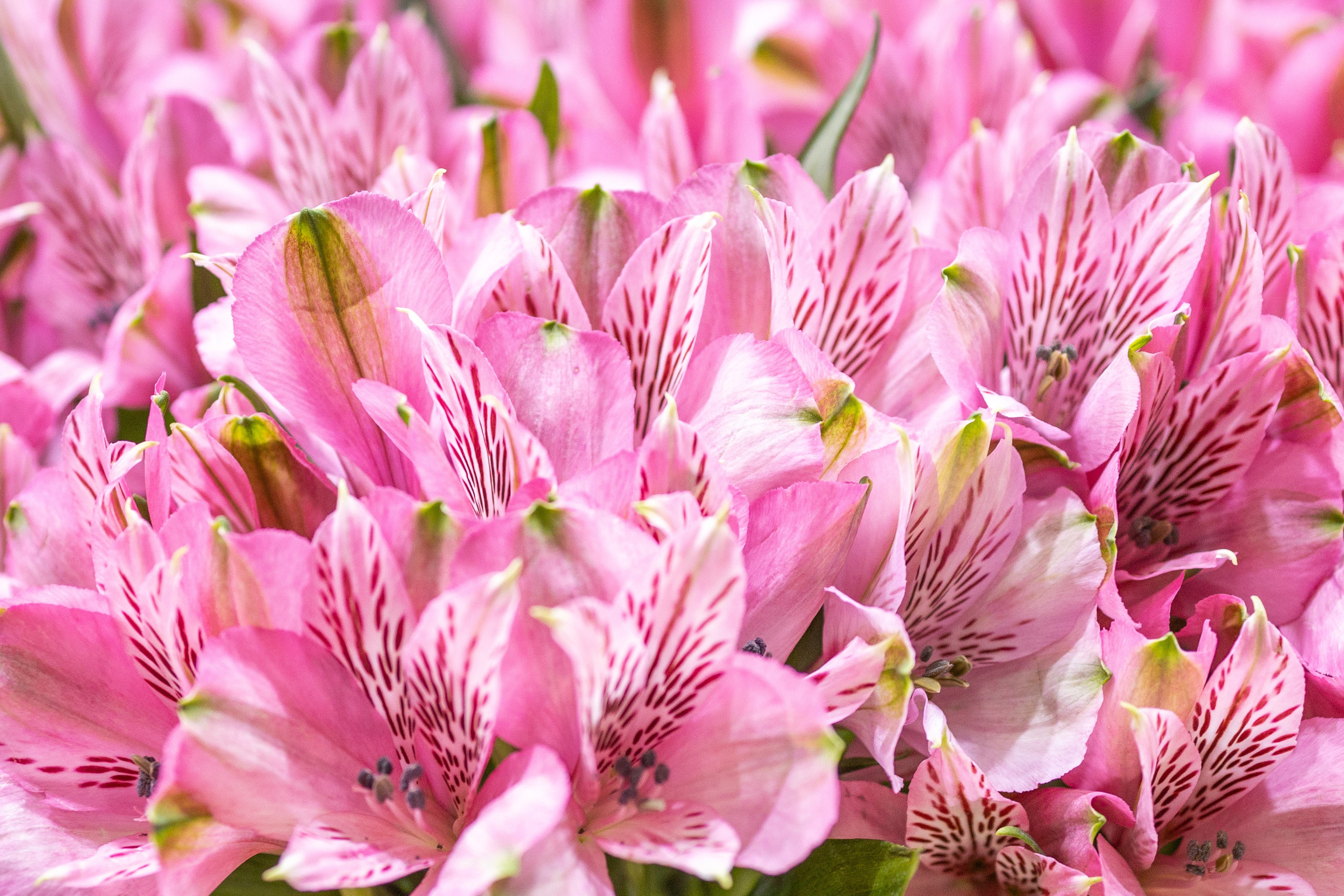 Цветы-Экспо 2025. Фотосессии и репортаж — Фотограф в Москве — Рина Серёгина