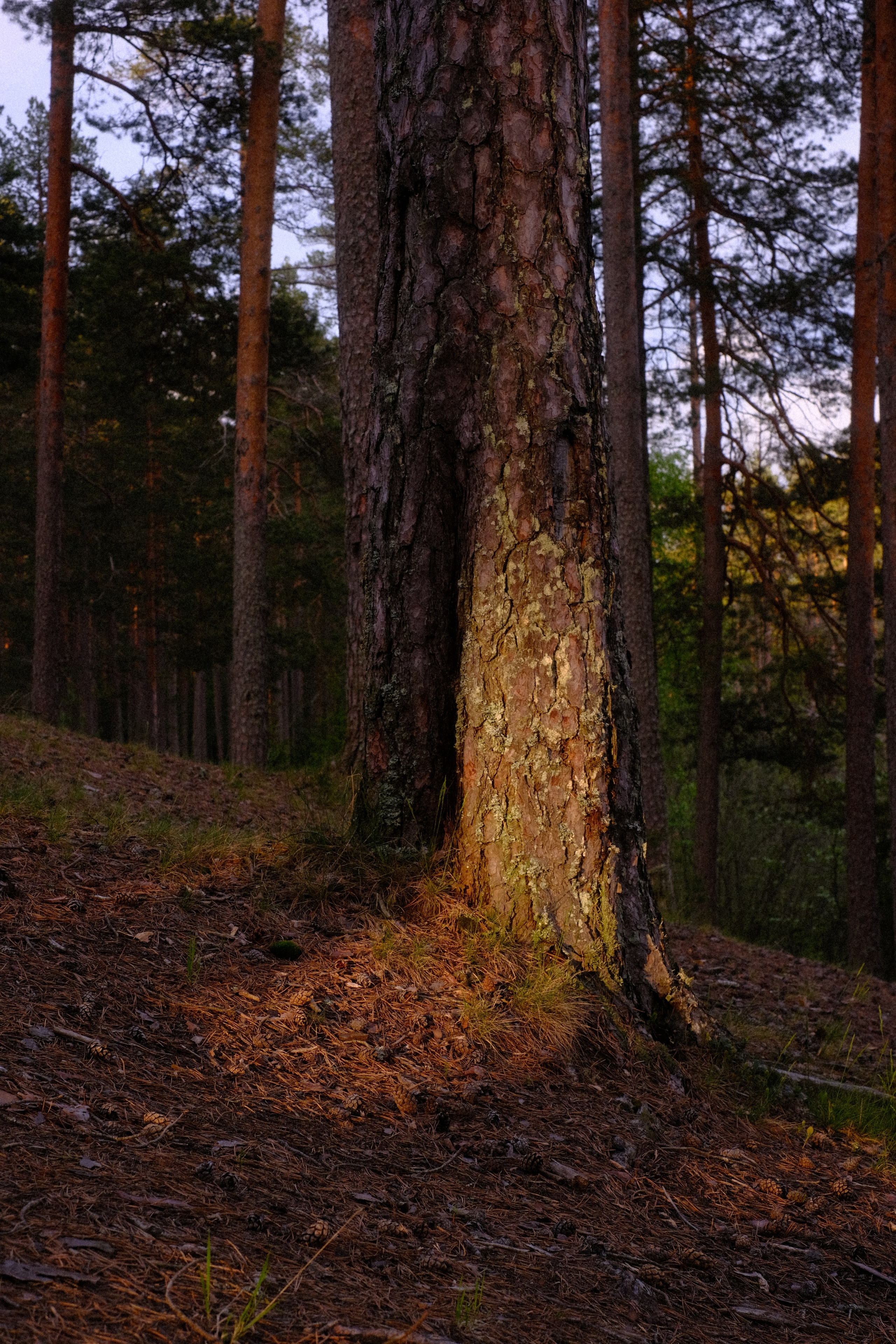 Орехово | май 2025