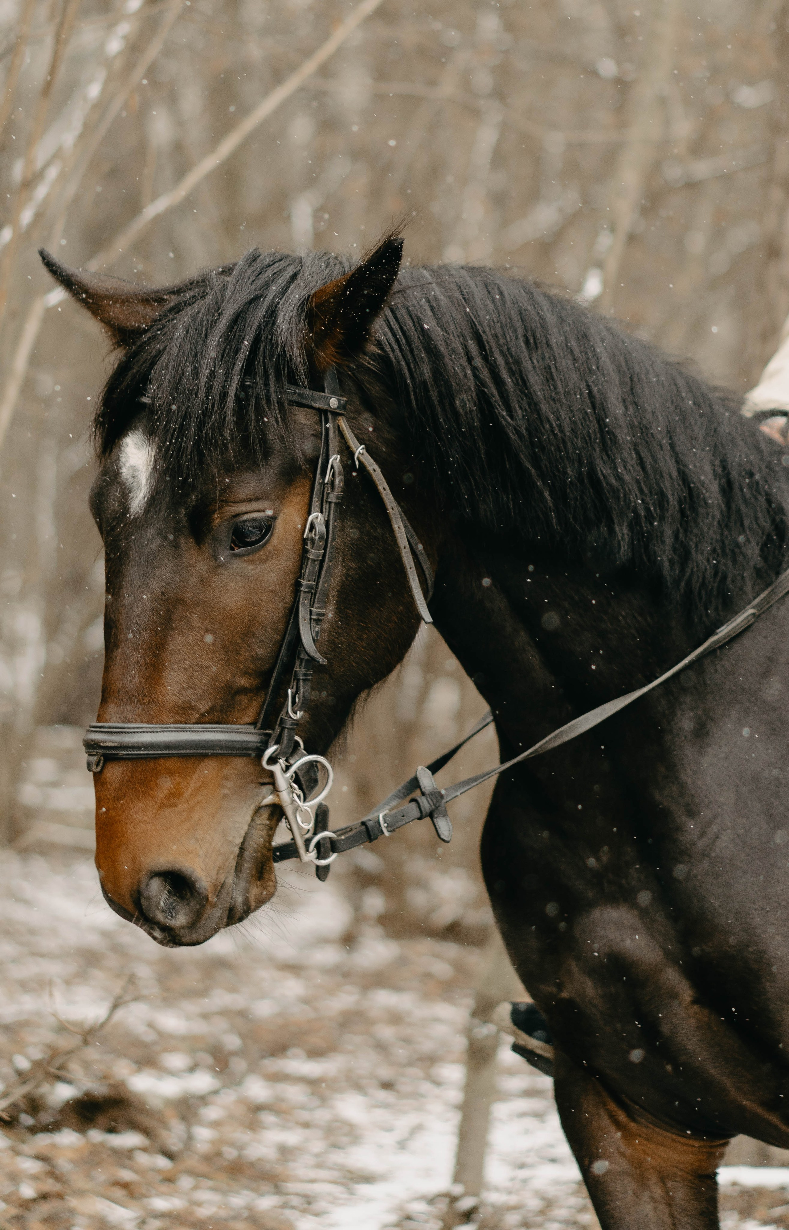 Конная прогулка. Фотограф Москва Валерия Веденина