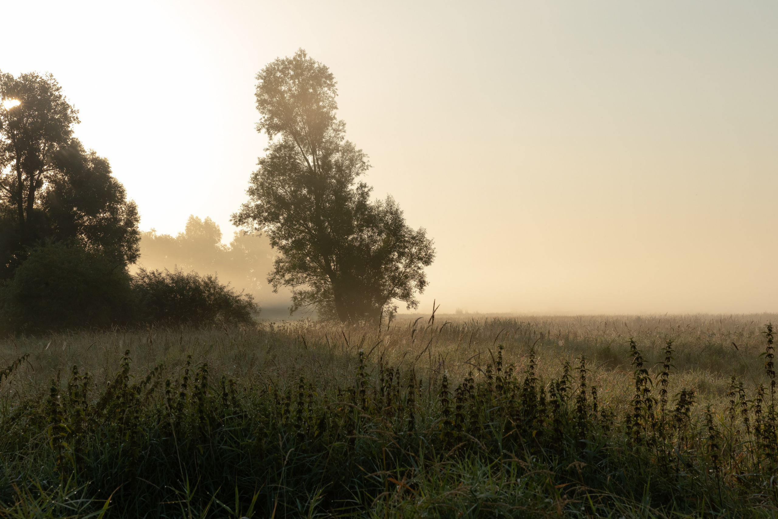 Гвардейск. Август 2022. Фотографии