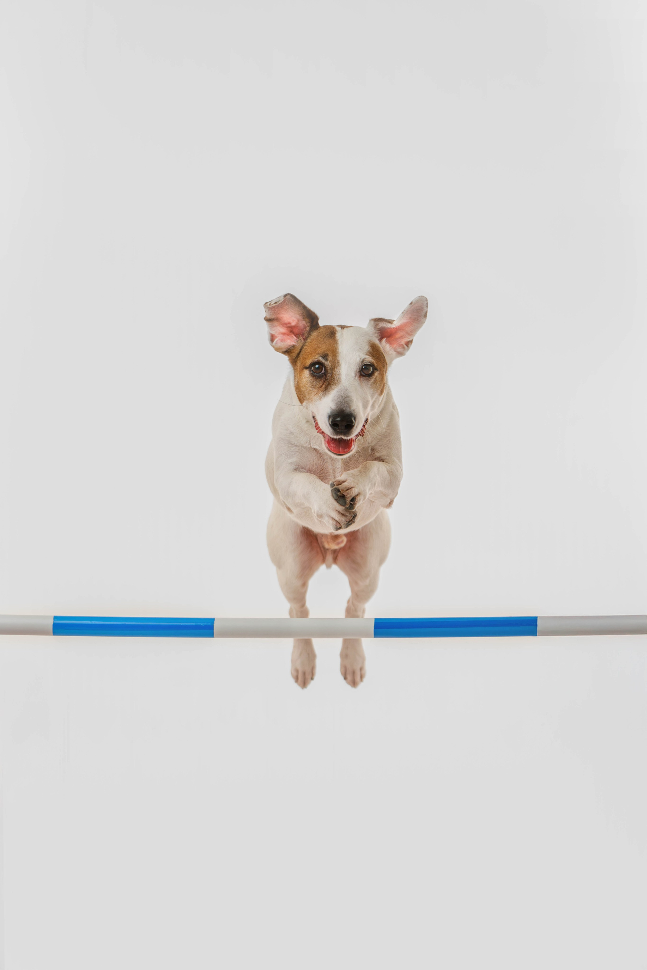 Джек Рассел. Фотограф Анималист в Москве Анастасия Жучкова