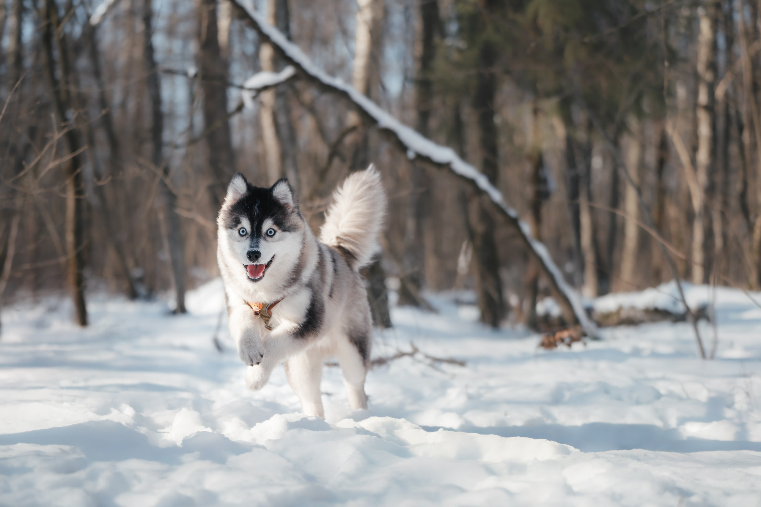 4 щенка помски. Прогулка в лесу. Фотограф Анималист в Москве Анастасия Жучкова