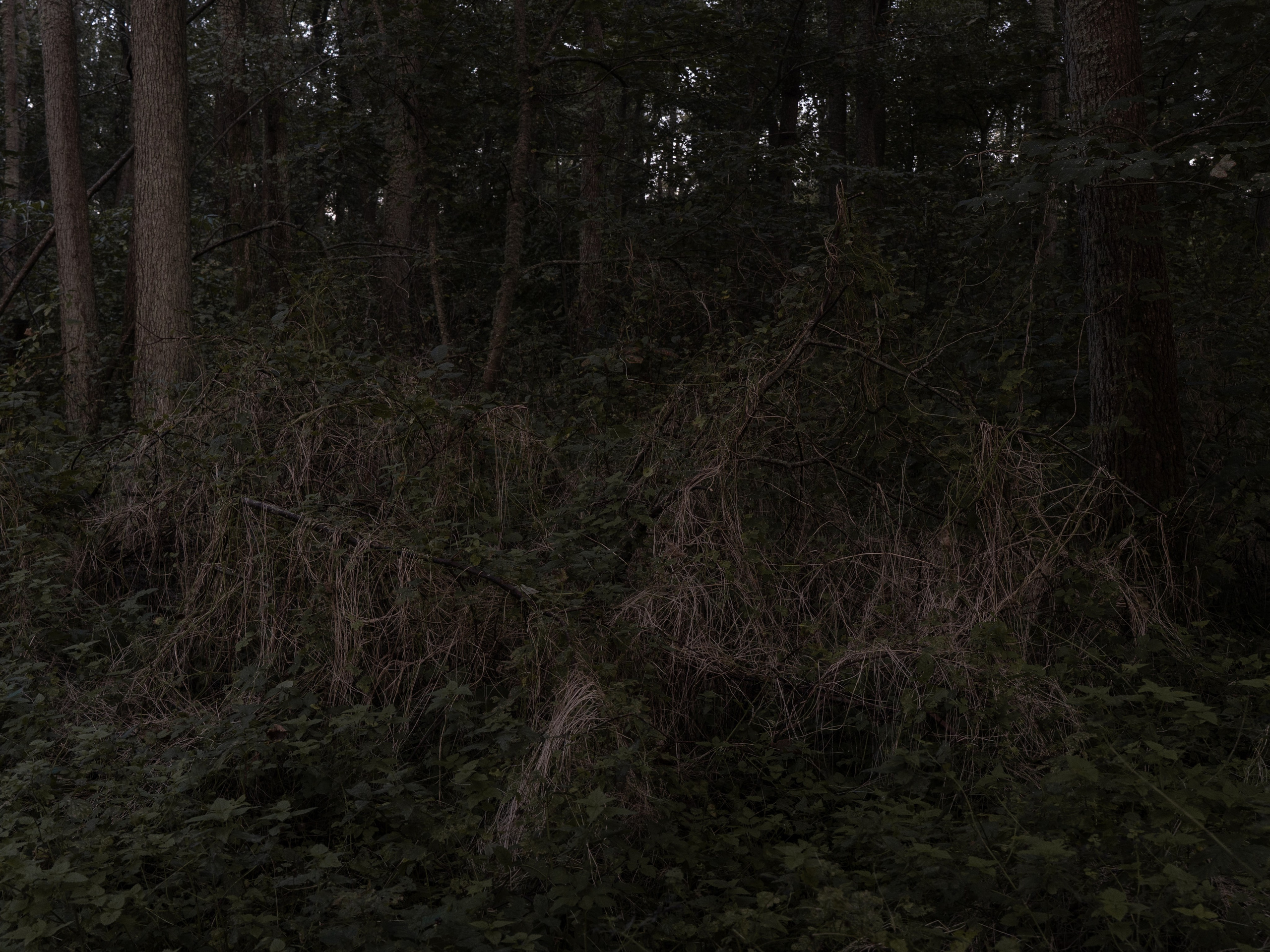 Фотографии. Ксения Доможилова