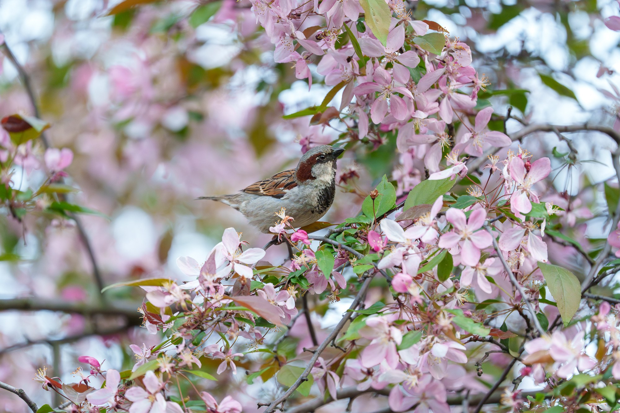Удивительные мир птиц. Вокруг нас столько прекрасного — присмотритесь!. Ваш личный фотограф Марина Волкова