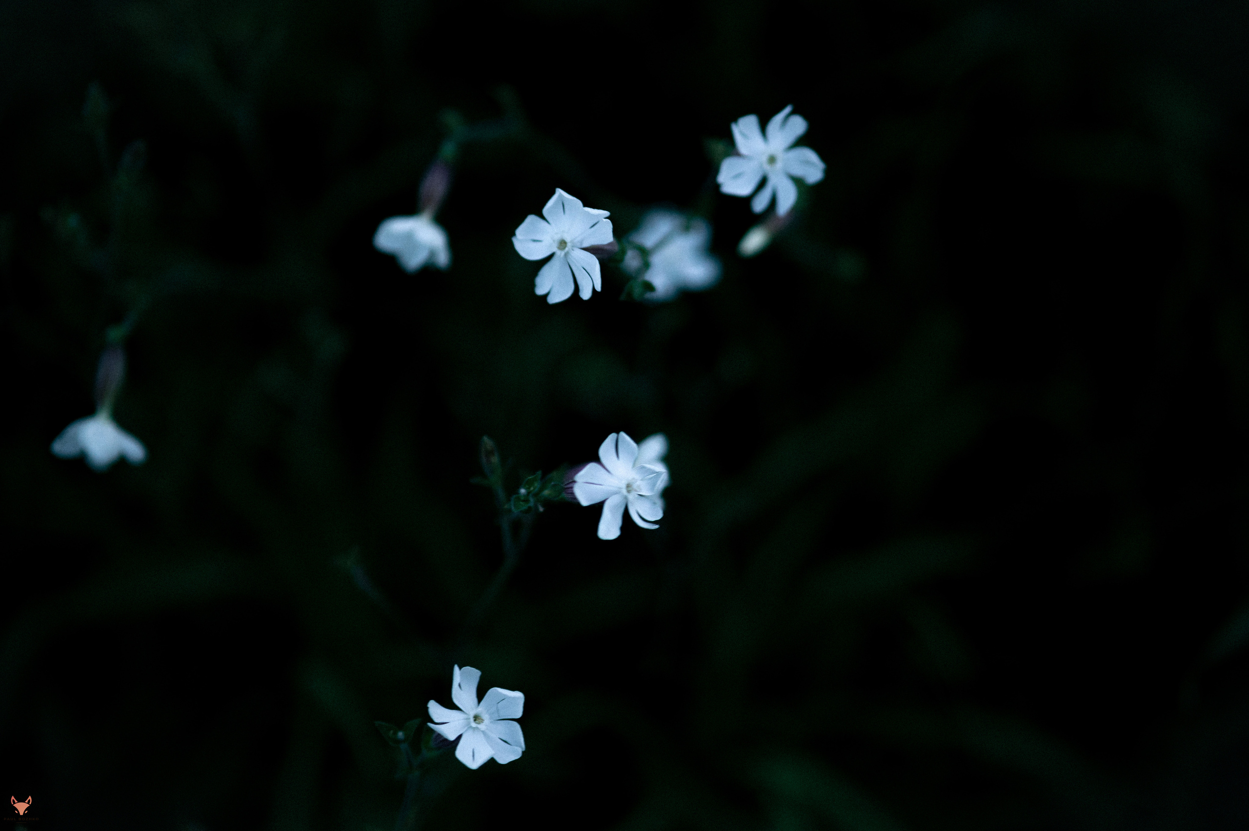 Марина. Свадебный Фотограф Абакан