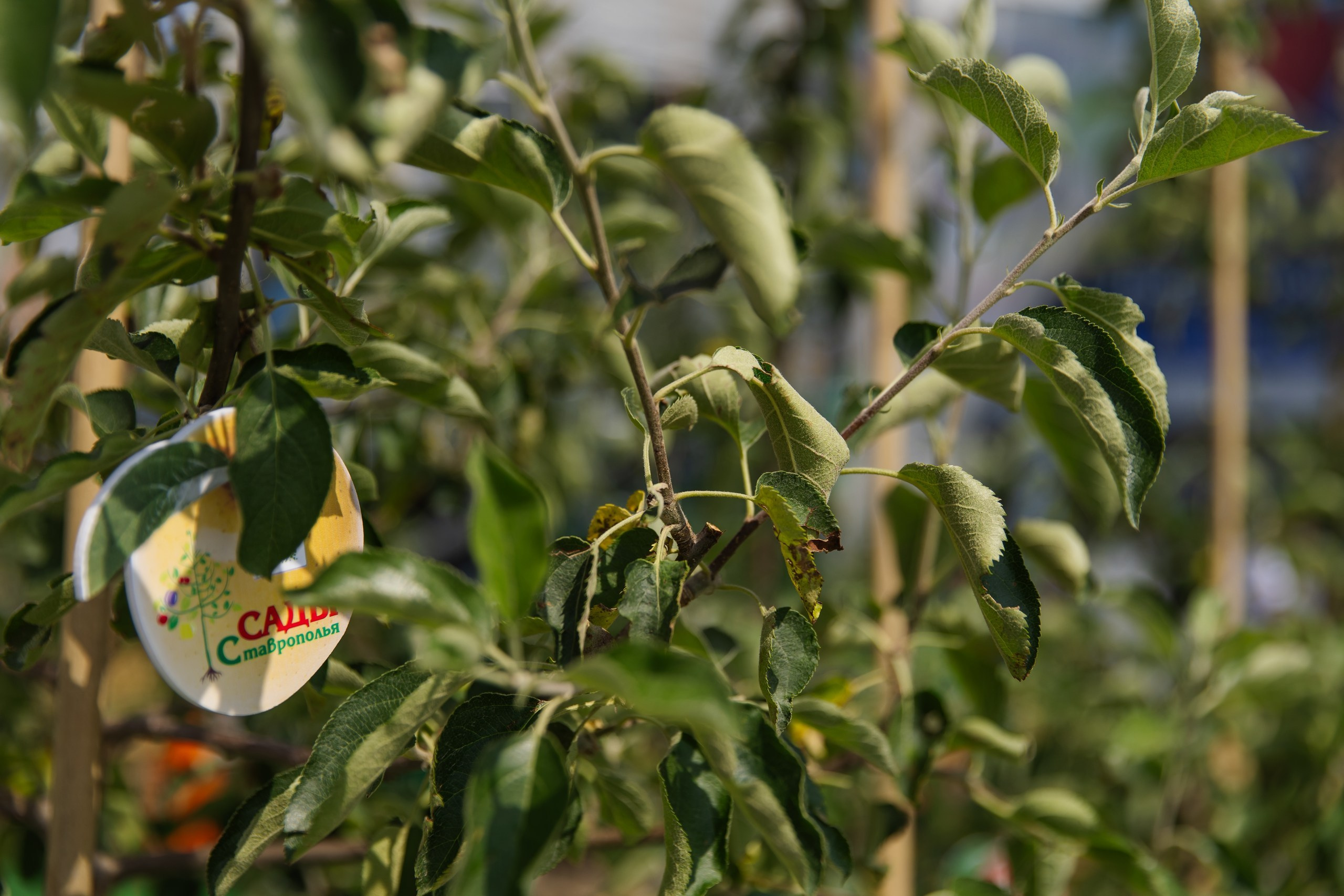 ЭКСПО. Фотограф Николай Петрушкин | Ставрополь, Москва