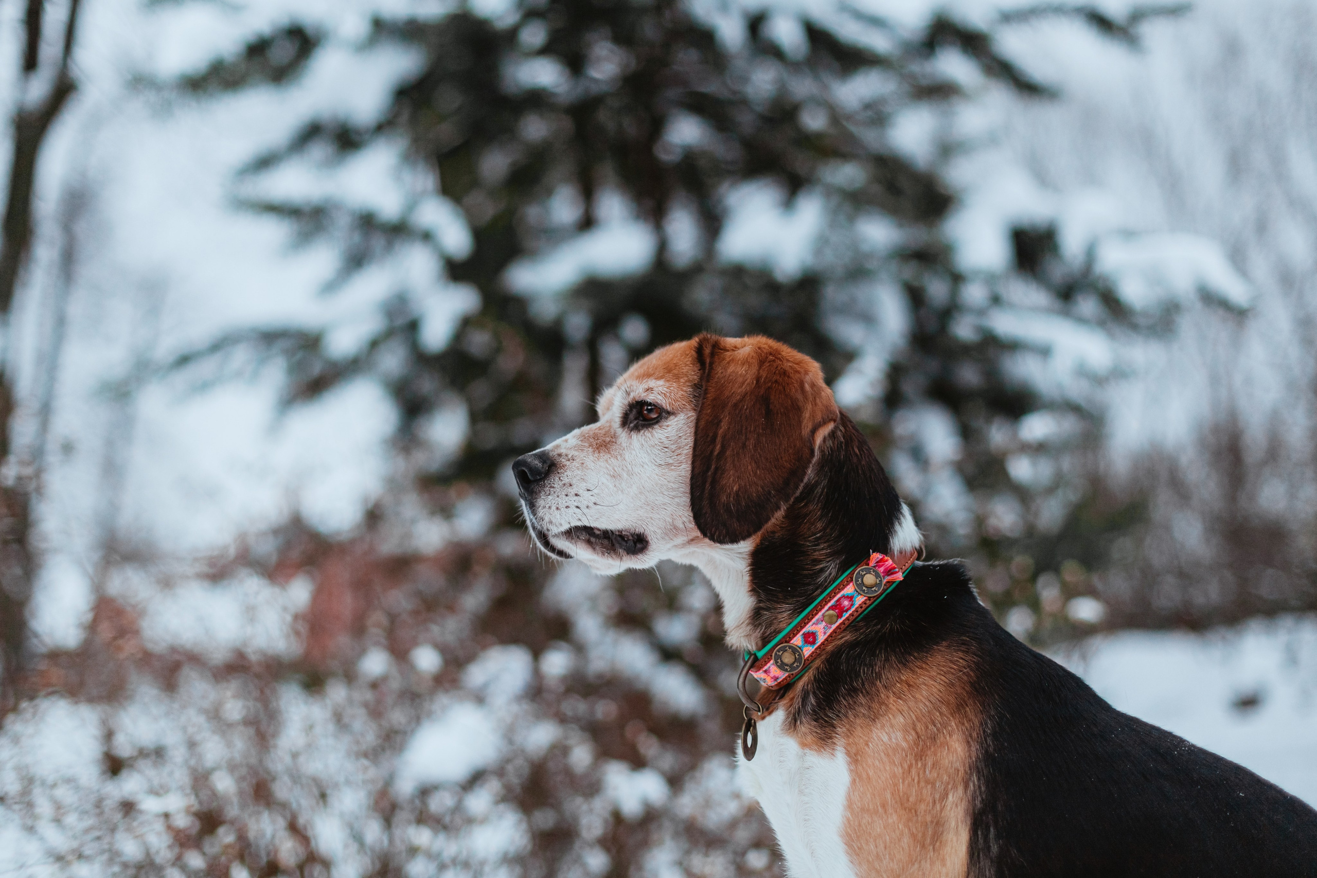 Дом для Биглей 2023. Фотограф-анималист Татьяна Степанова