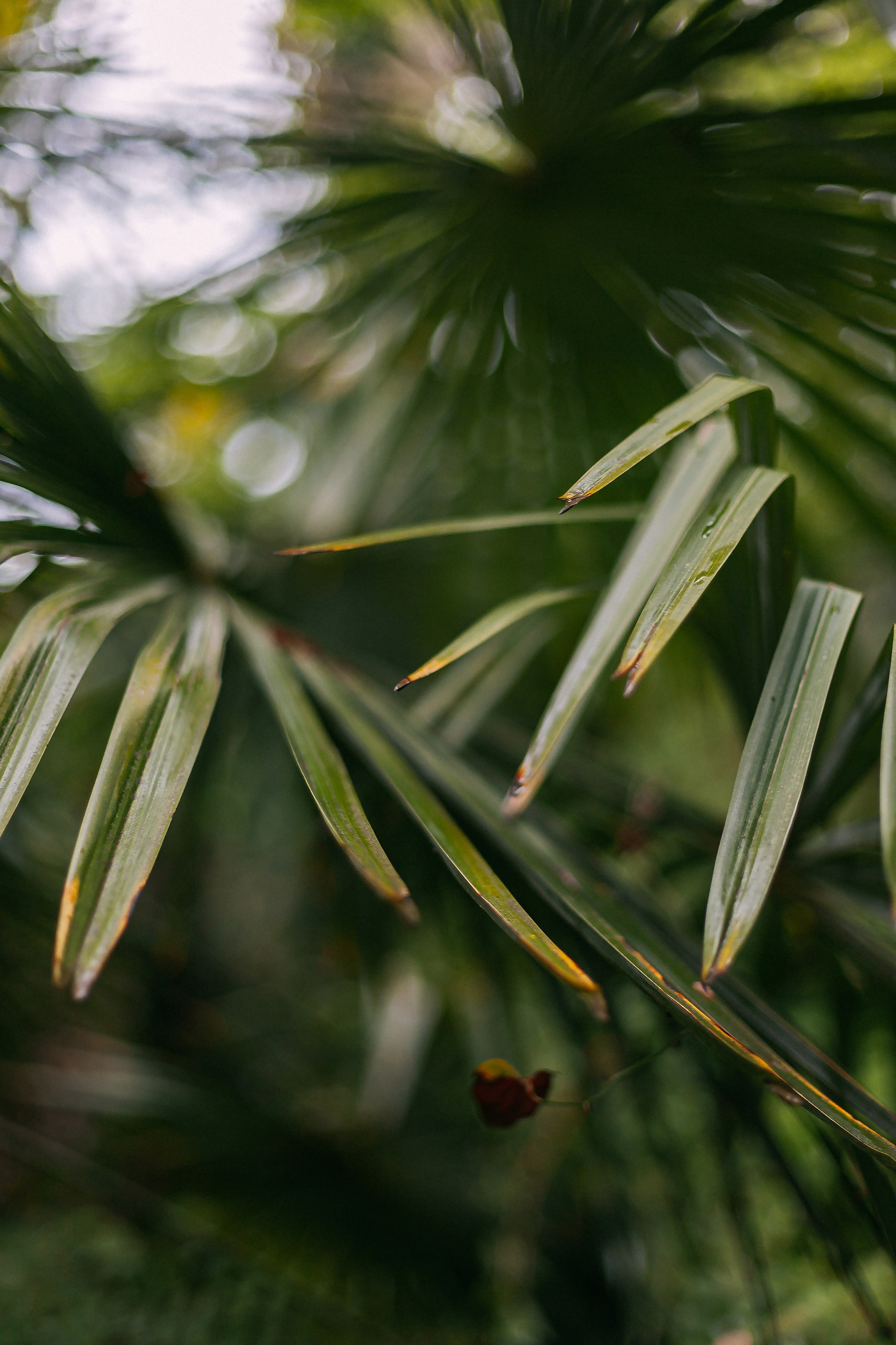 Сочи. Аня Степанова