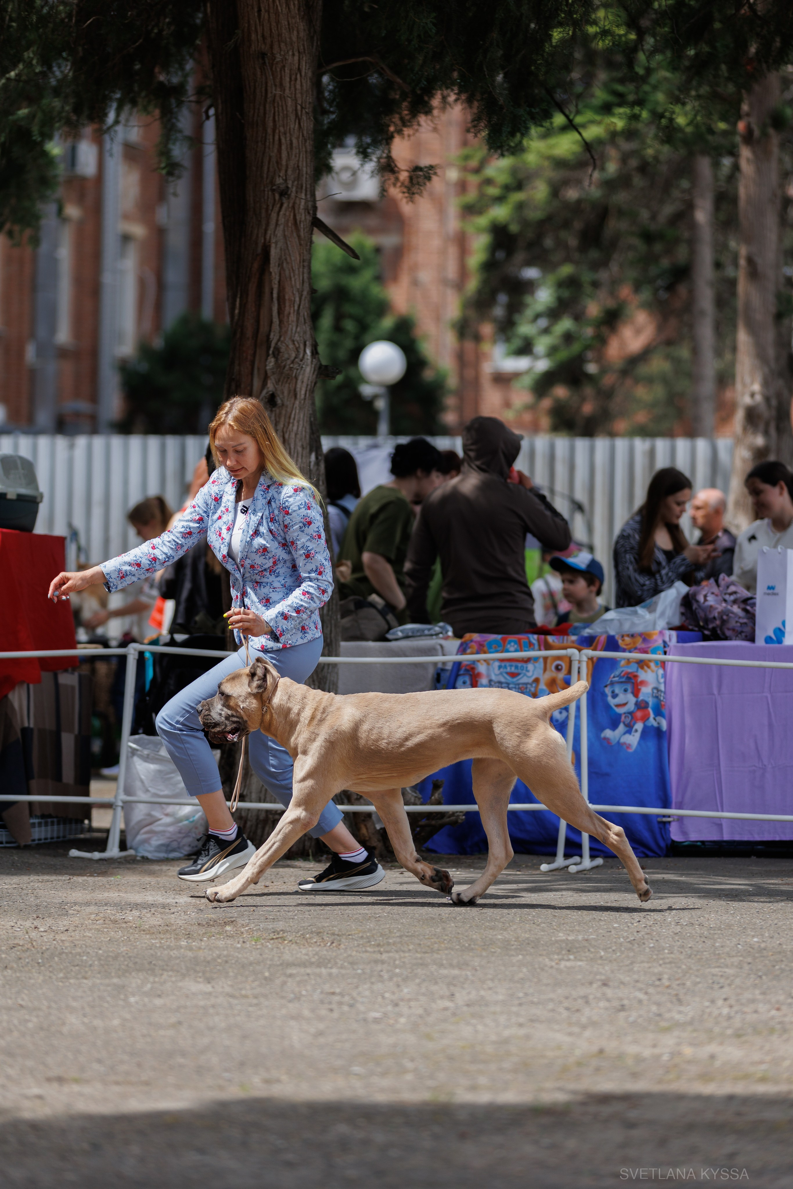 Фото с выставки собак. Фотограф — анималист Светлана Кысса|фотограф собак в Краснодаре и Нижнем Новгороде