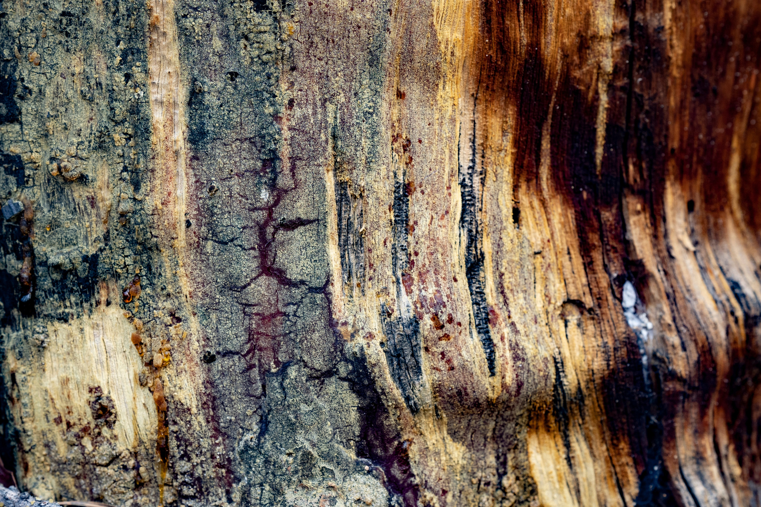 Дерево на Ольхоне