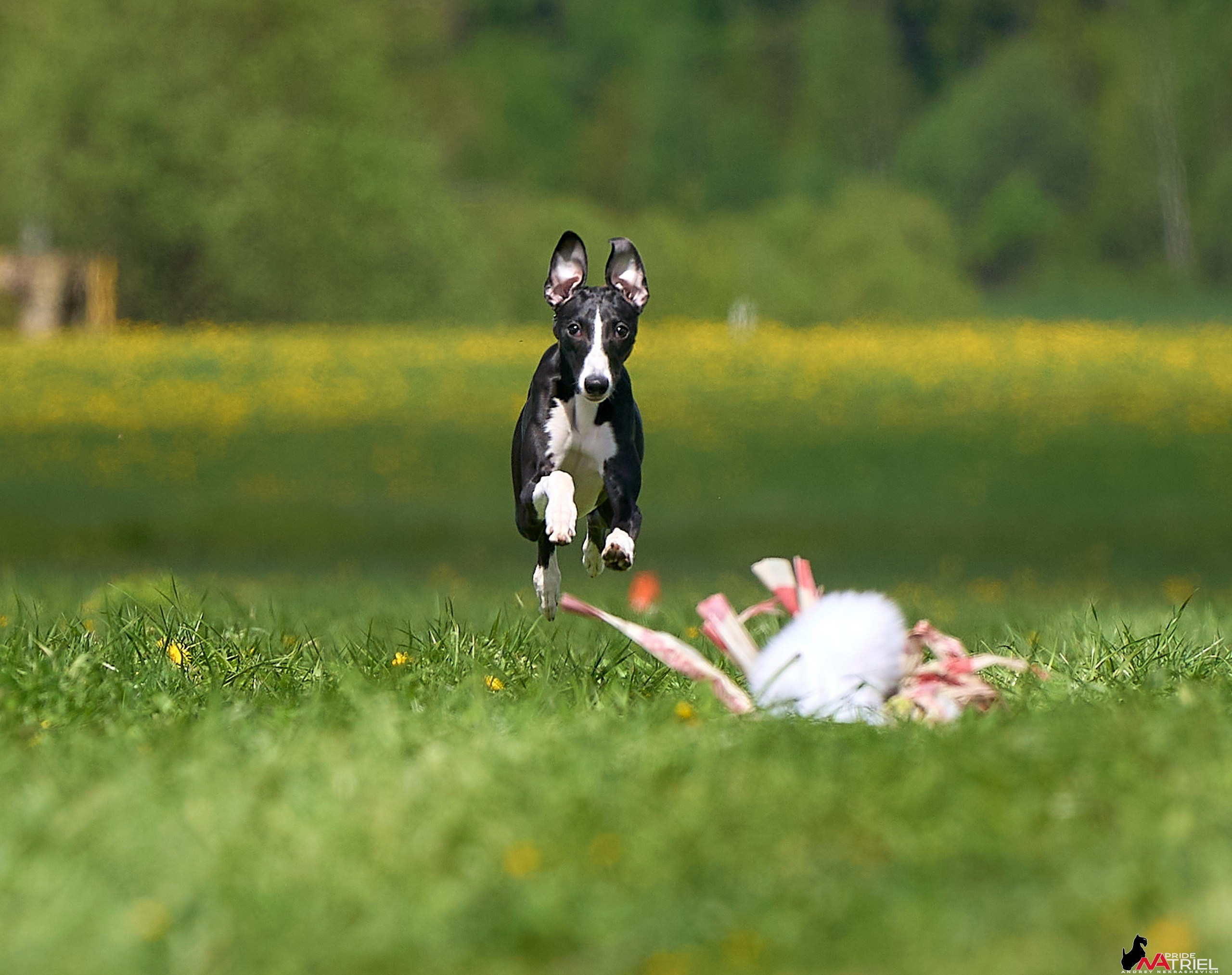 Съемка курсинг — галерея NATRIEL