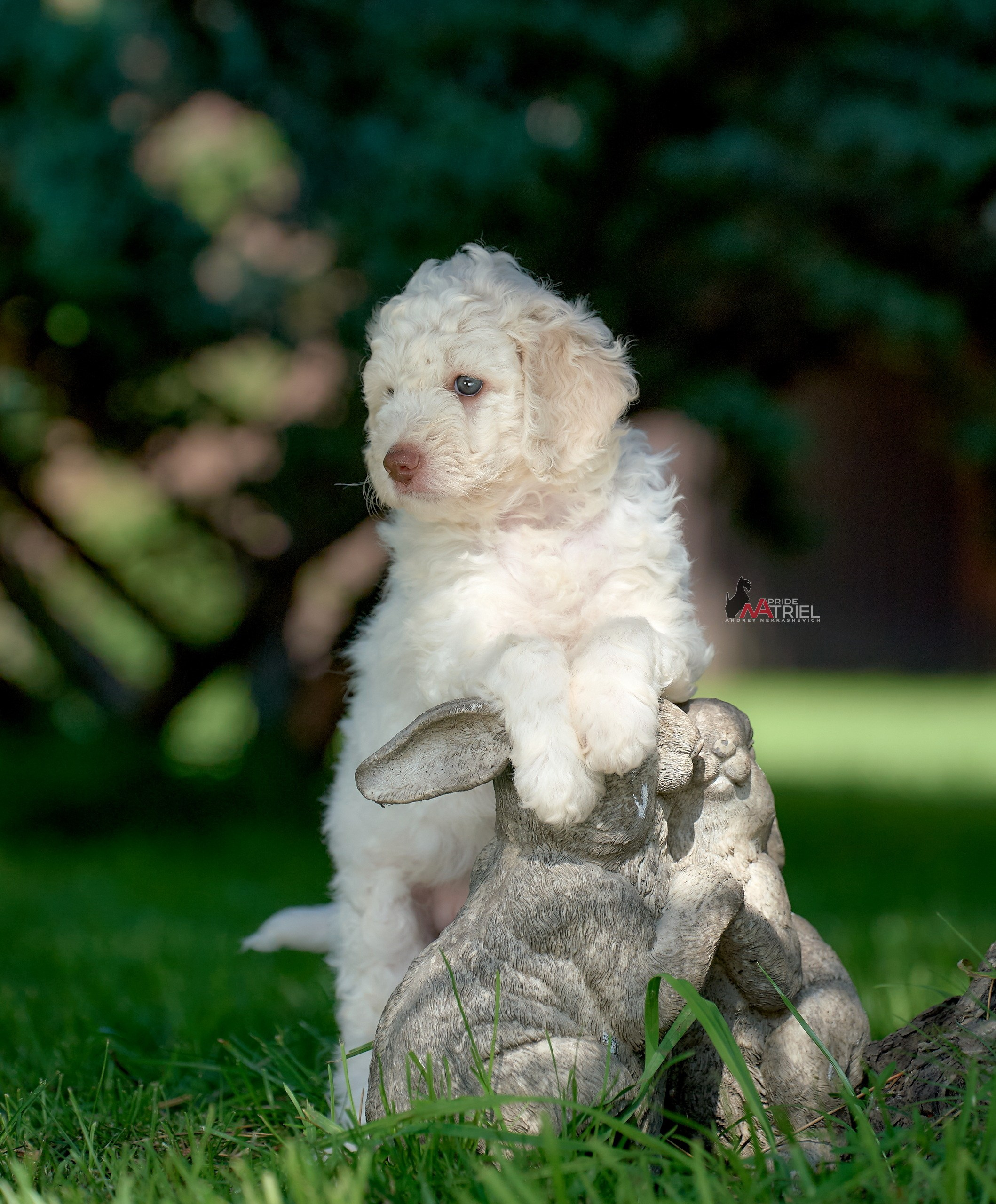 Щенки на прогулке — галерея NATRIEL