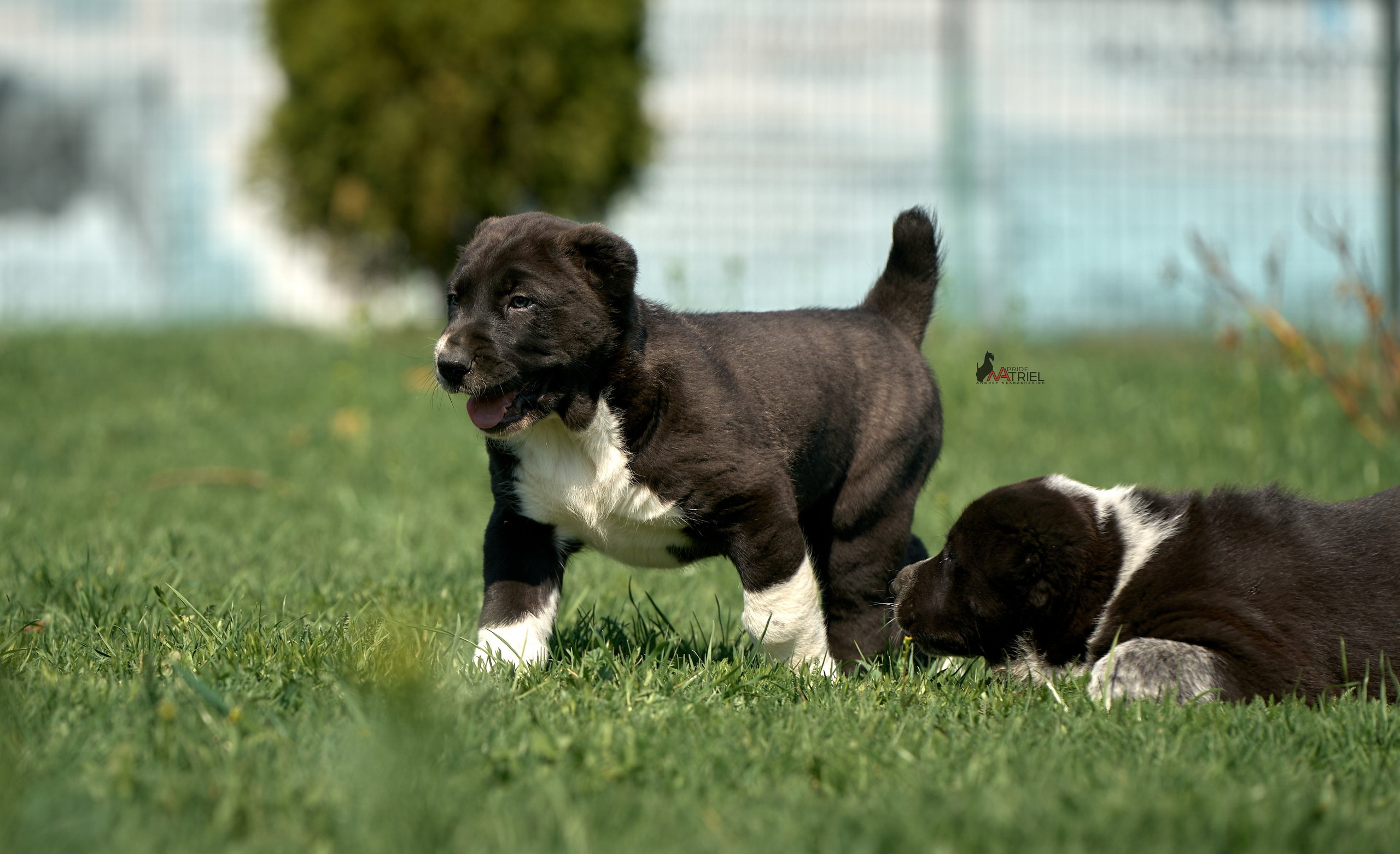 Среднеазиаты — щенки и взрослые