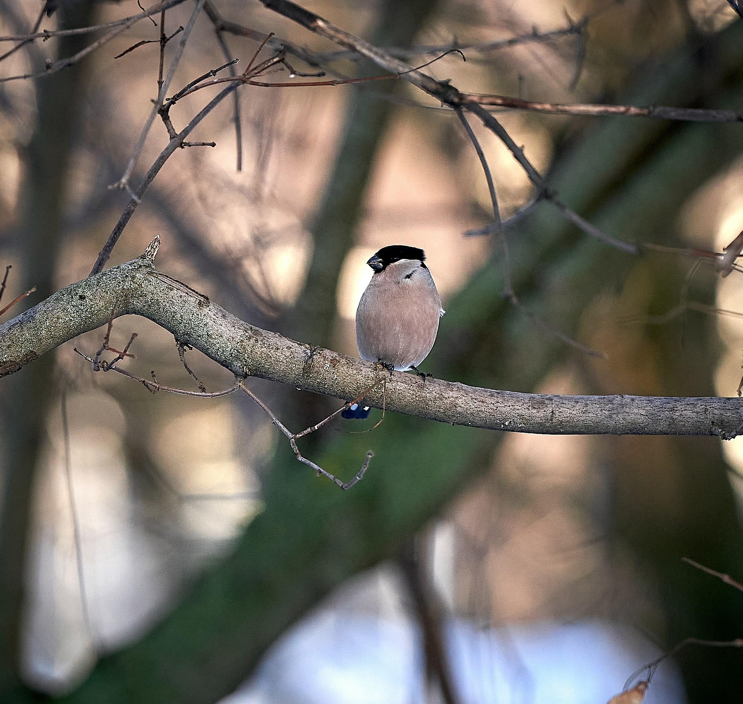 Фото птиц — галерея NATRIEL