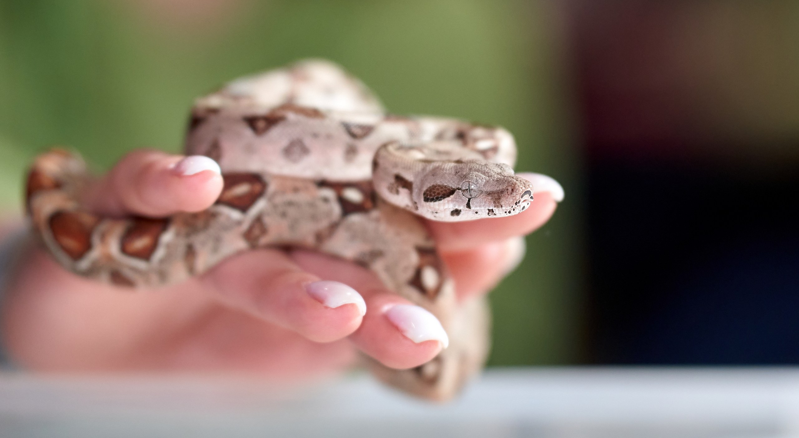 Рептилии — галерея NATRIEL