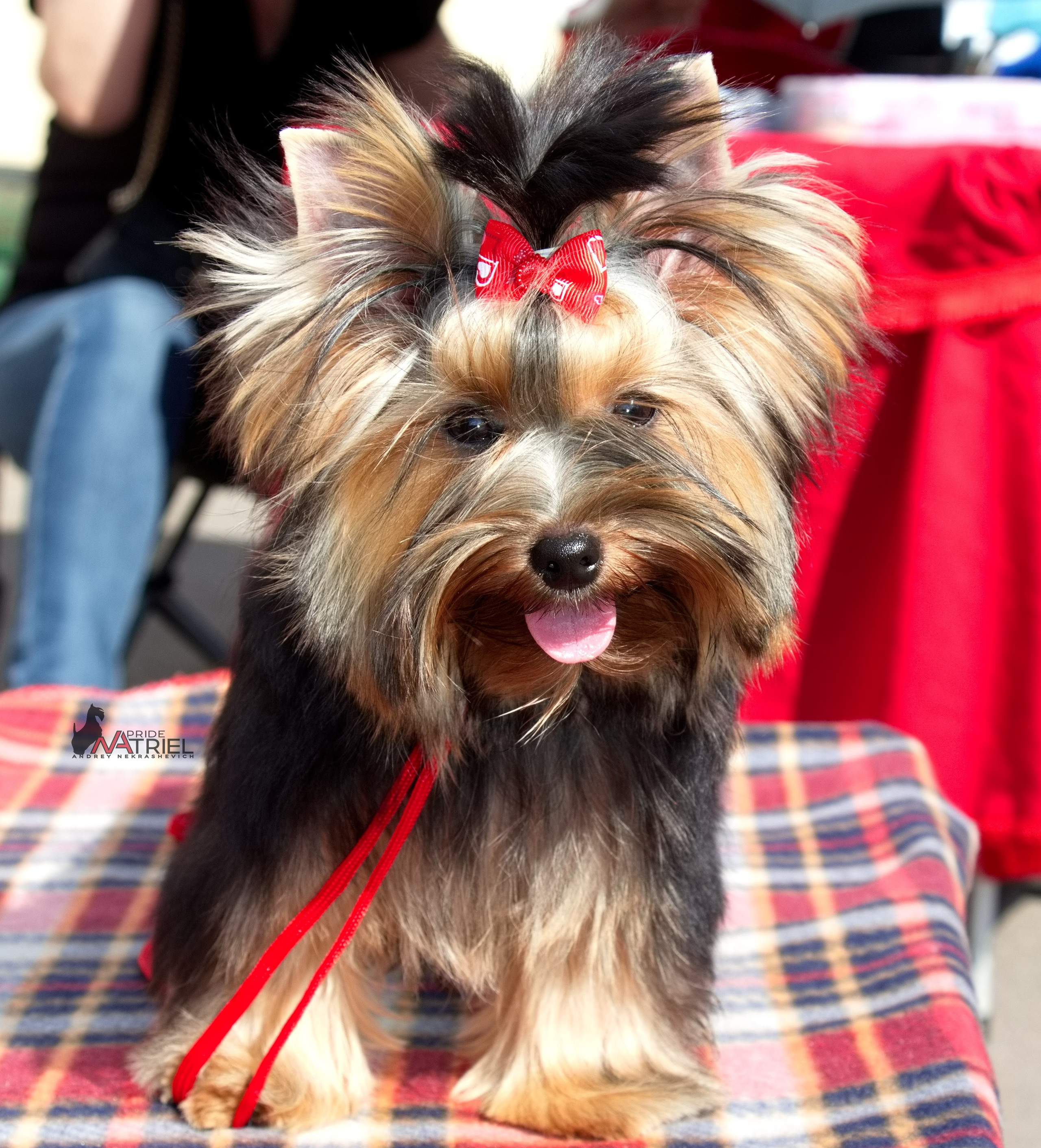 Йоркширский терьер Циля