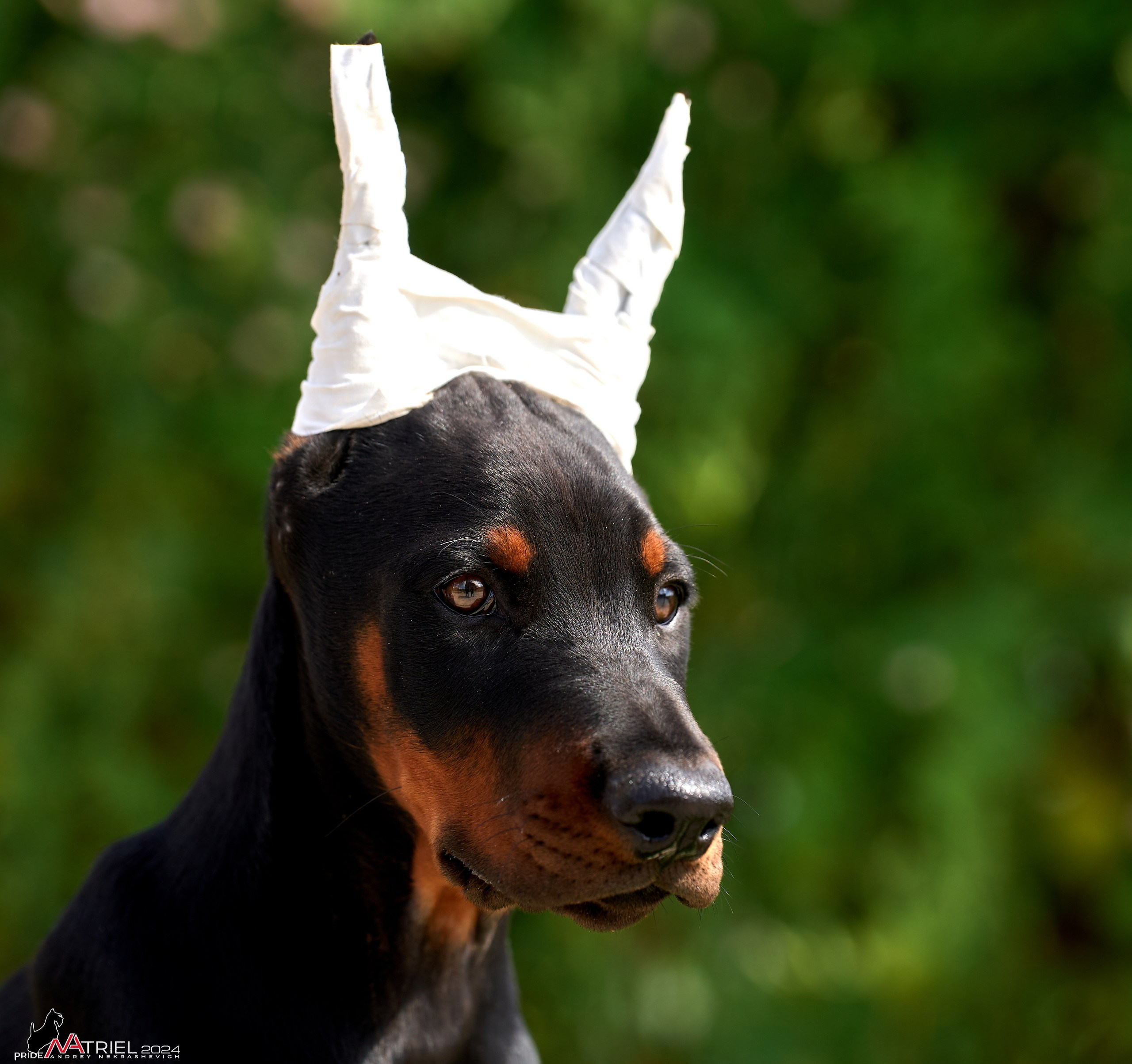 Съемка щенков доберманы