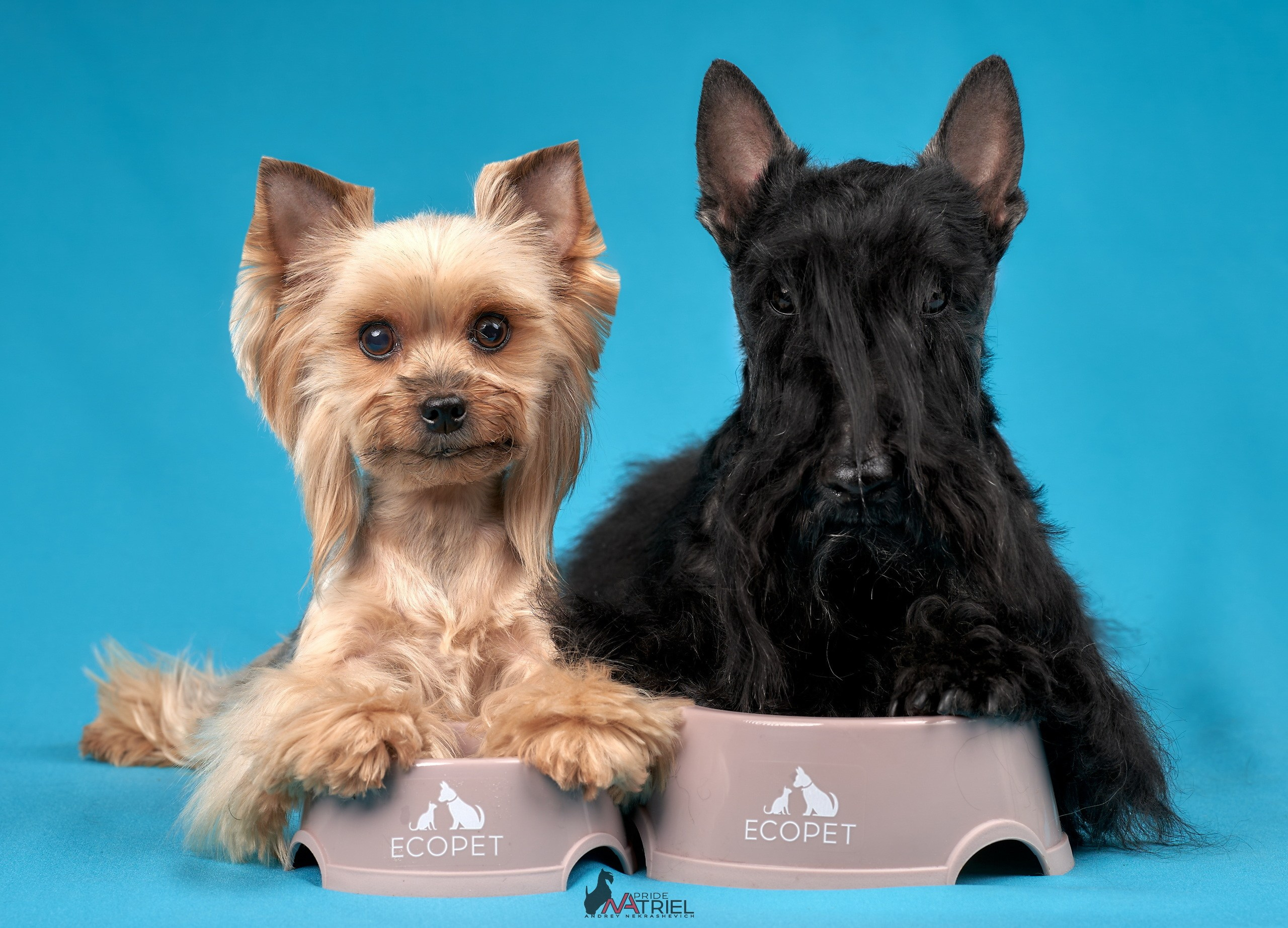 Реклама с животными — галерея NATRIEL