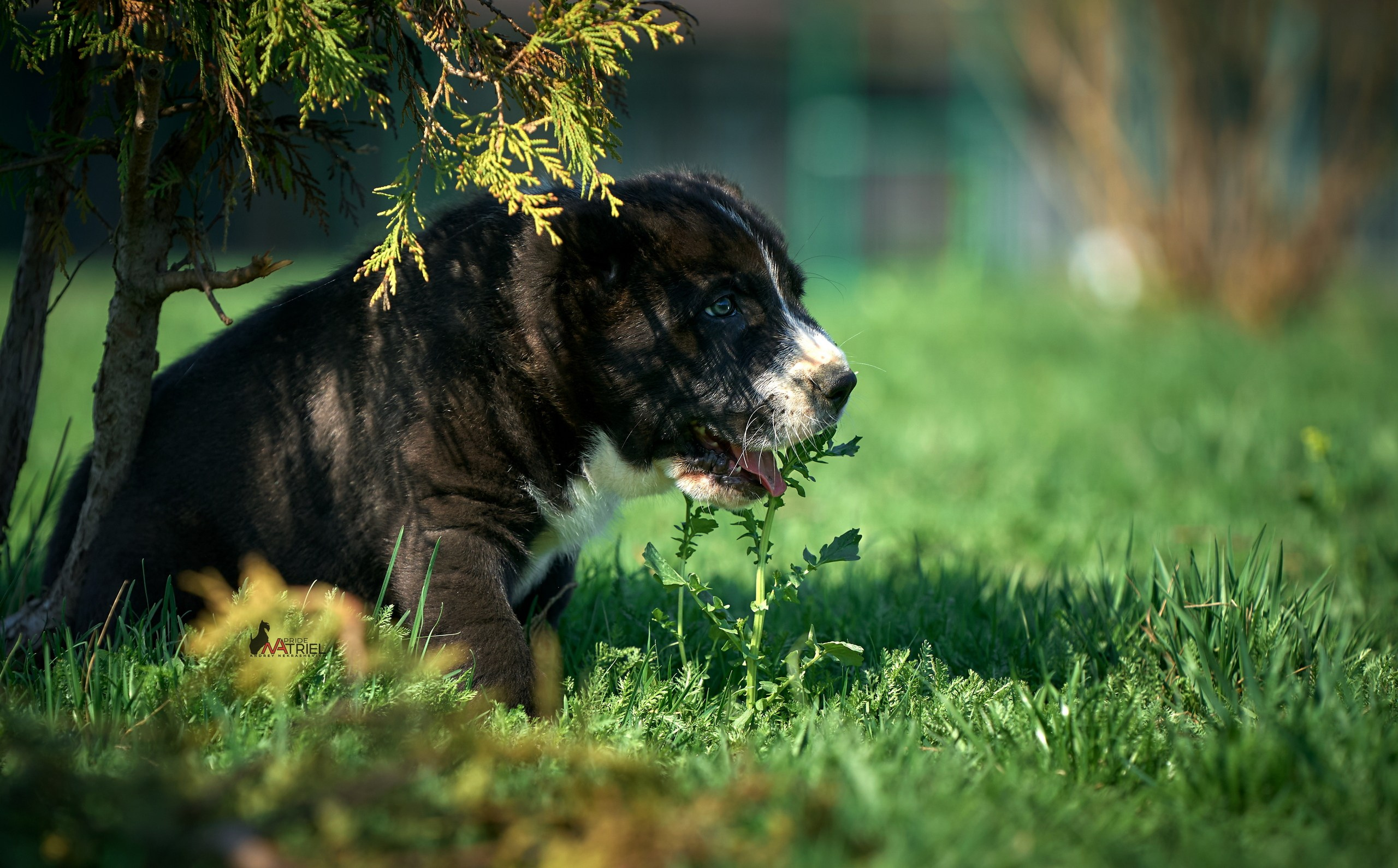 Среднеазиаты — щенки и взрослые