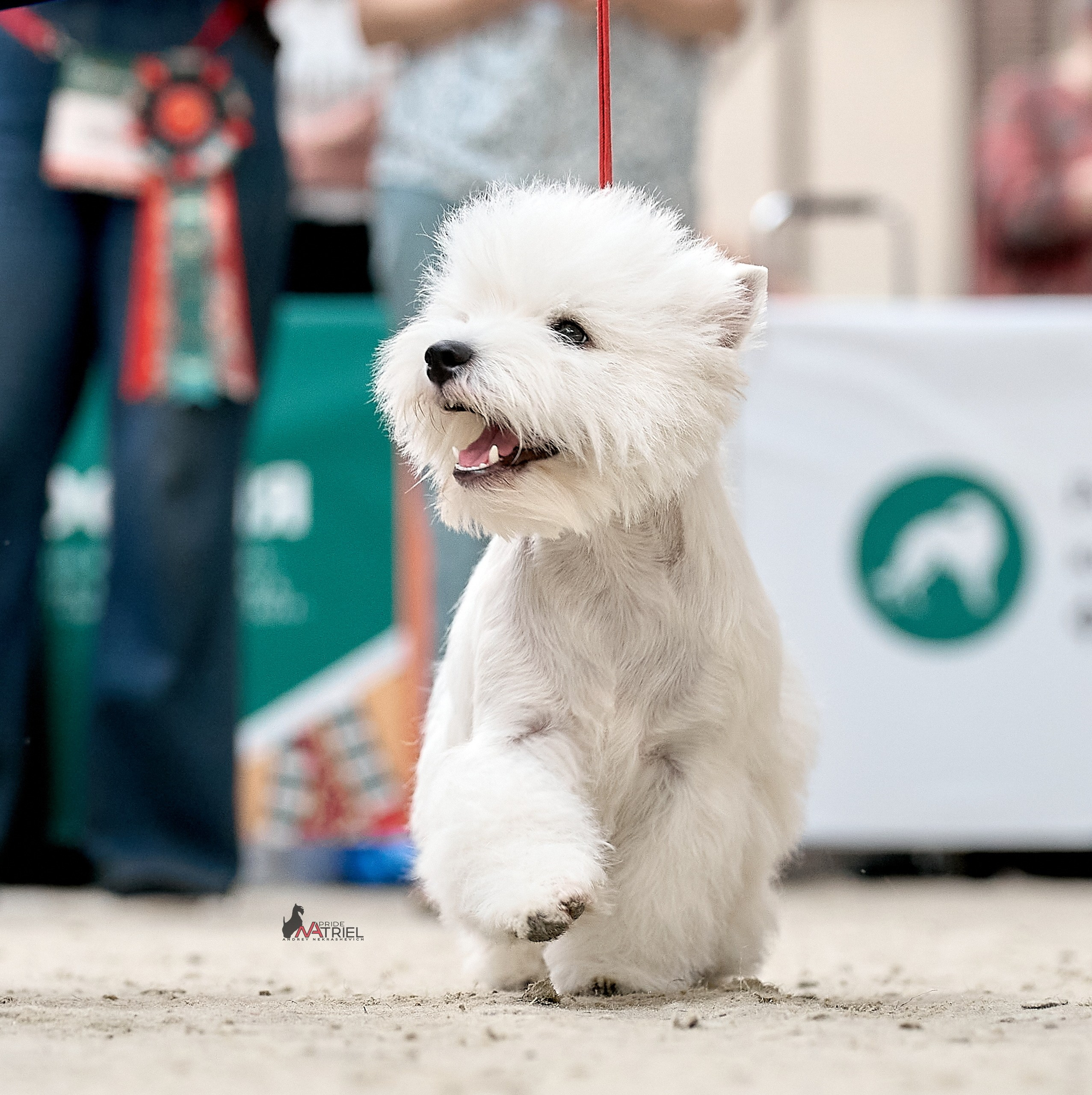 Работа в рингах — галерея NATRIEL