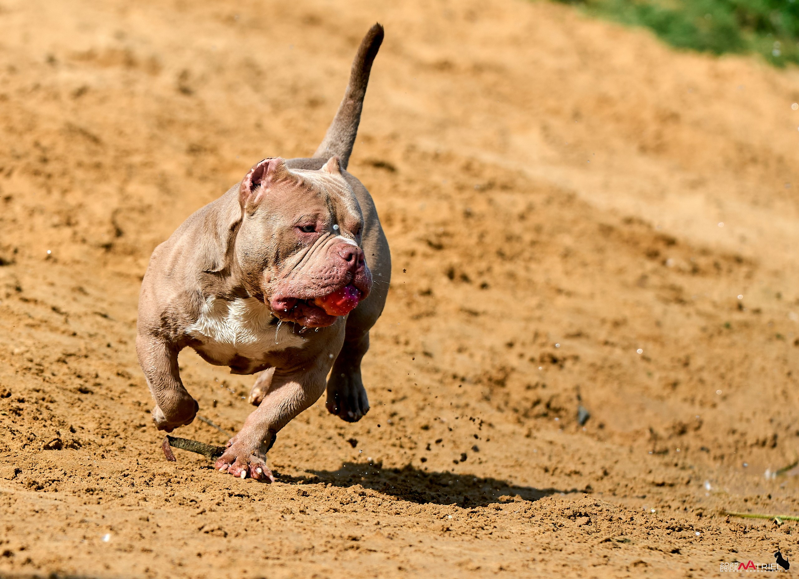 Съемка собак породы булли на природе