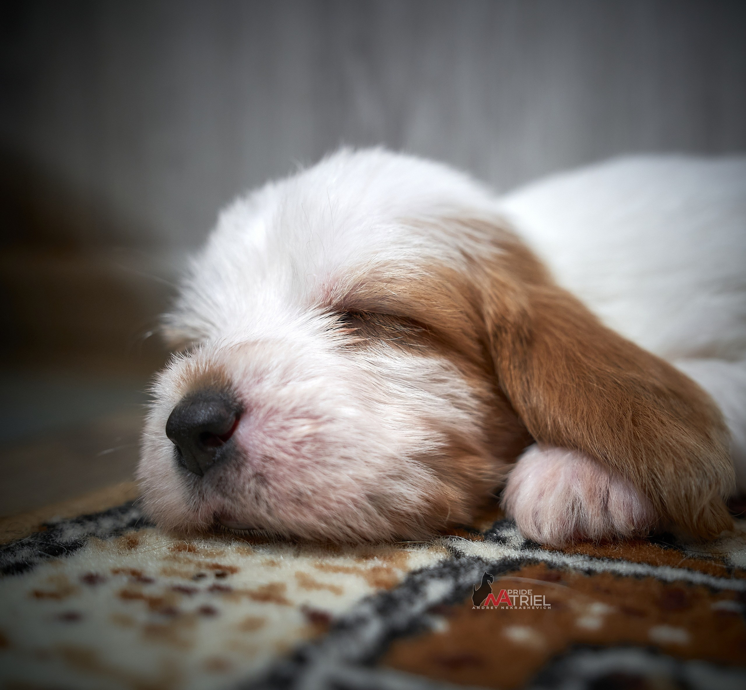 Щенки дома — галерея NATRIEL