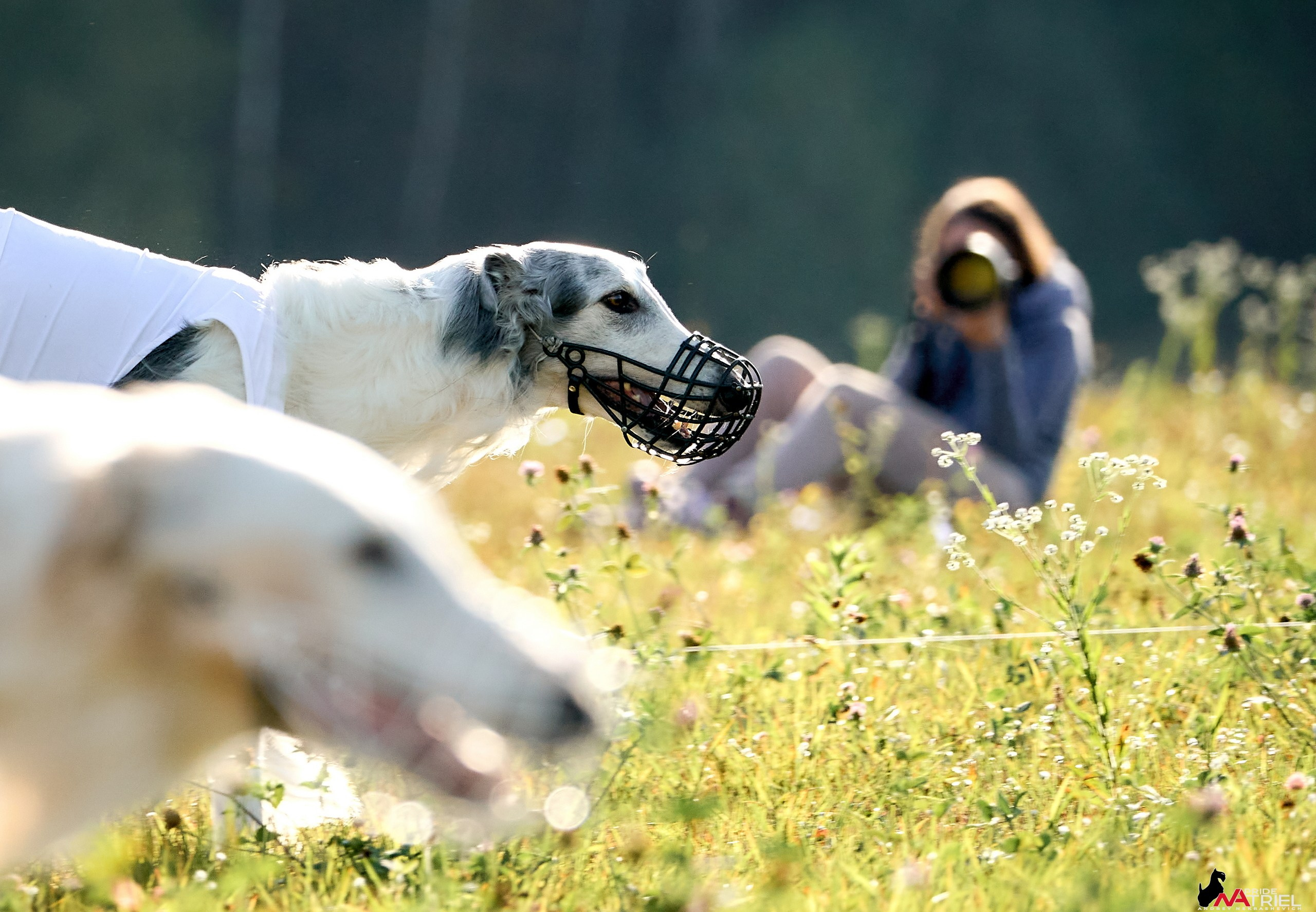 Съемка курсинг — галерея NATRIEL