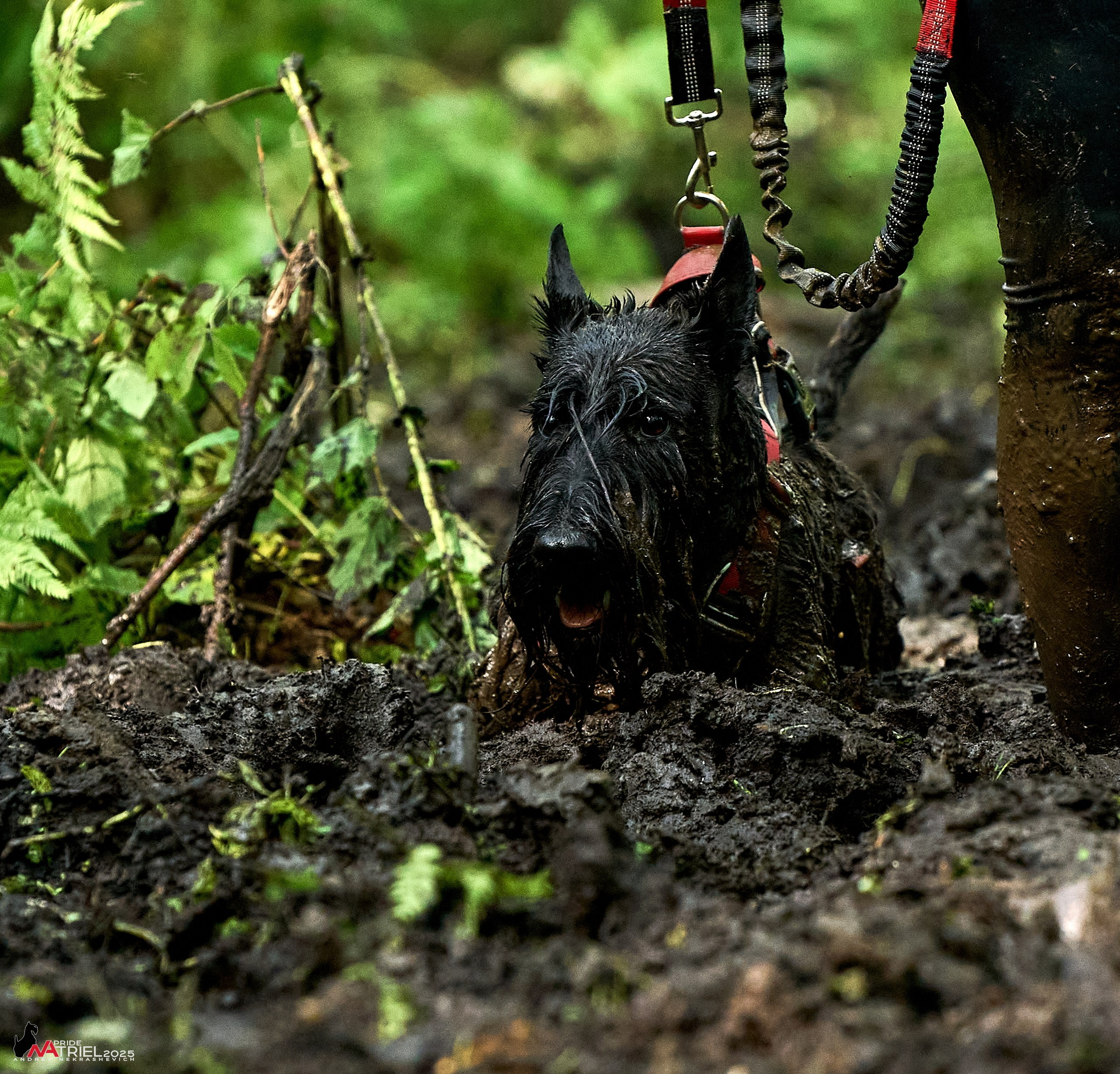 Russian Extreme Dog Trail — 2025