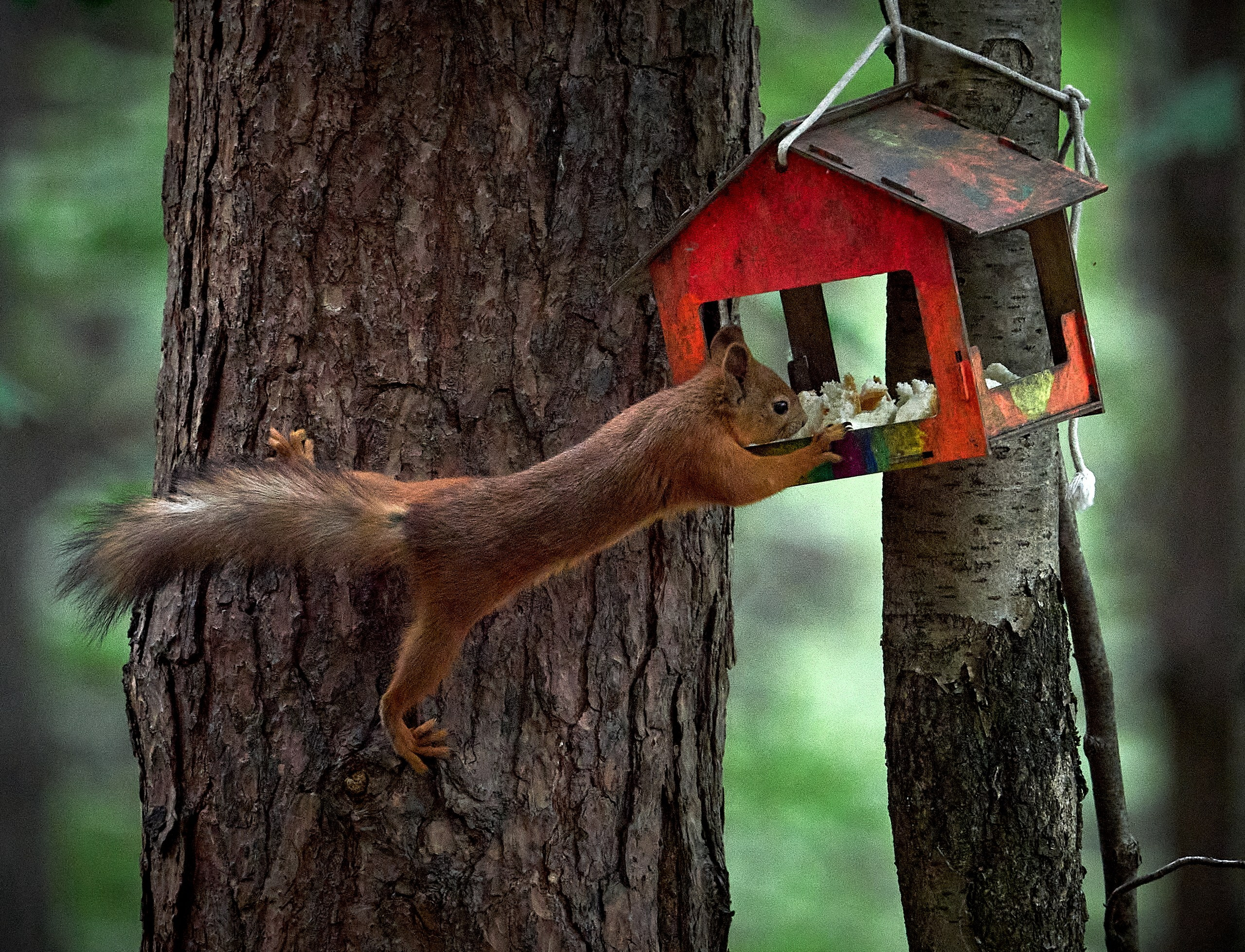Животные — галерея NATRIEL