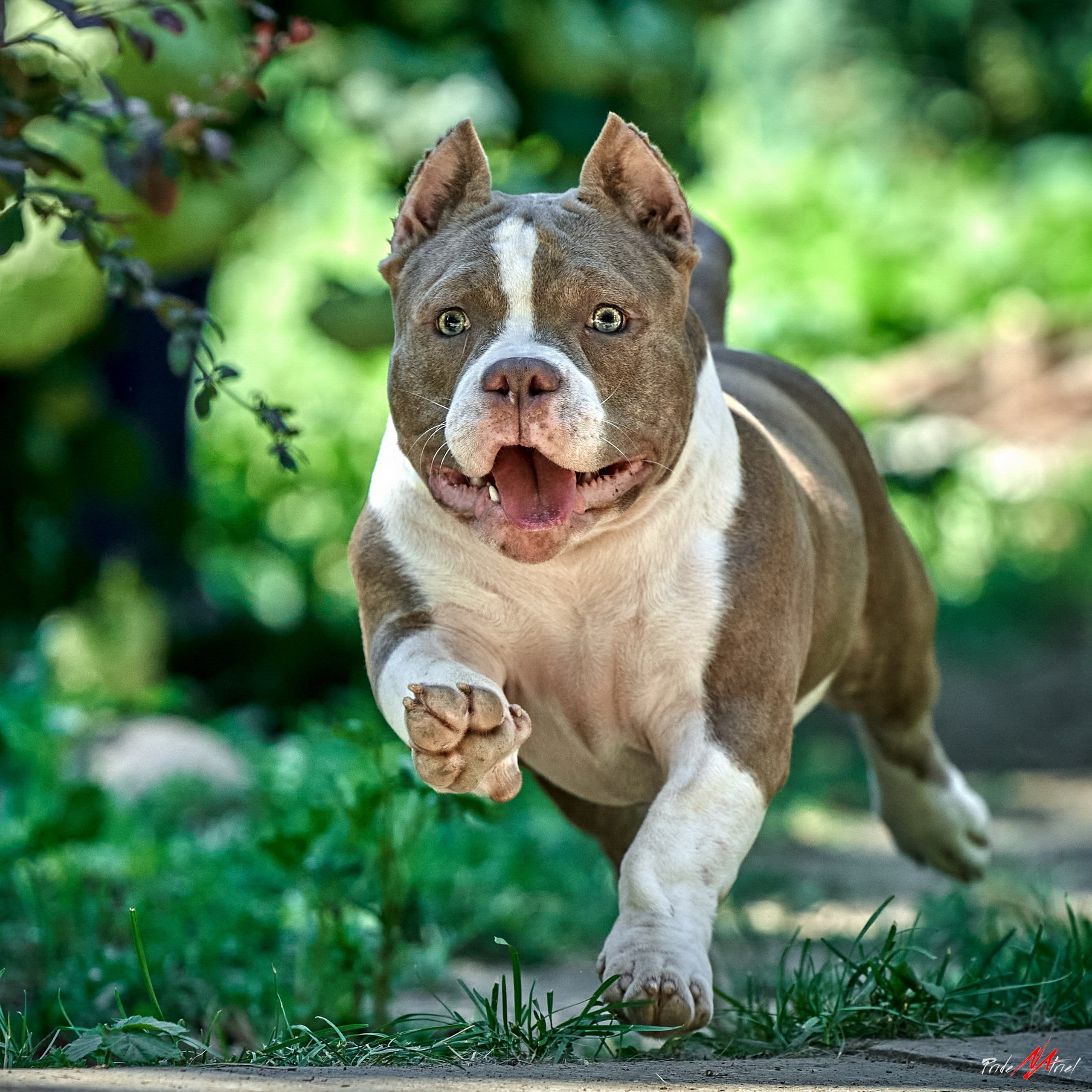 Щенки на прогулке — галерея NATRIEL