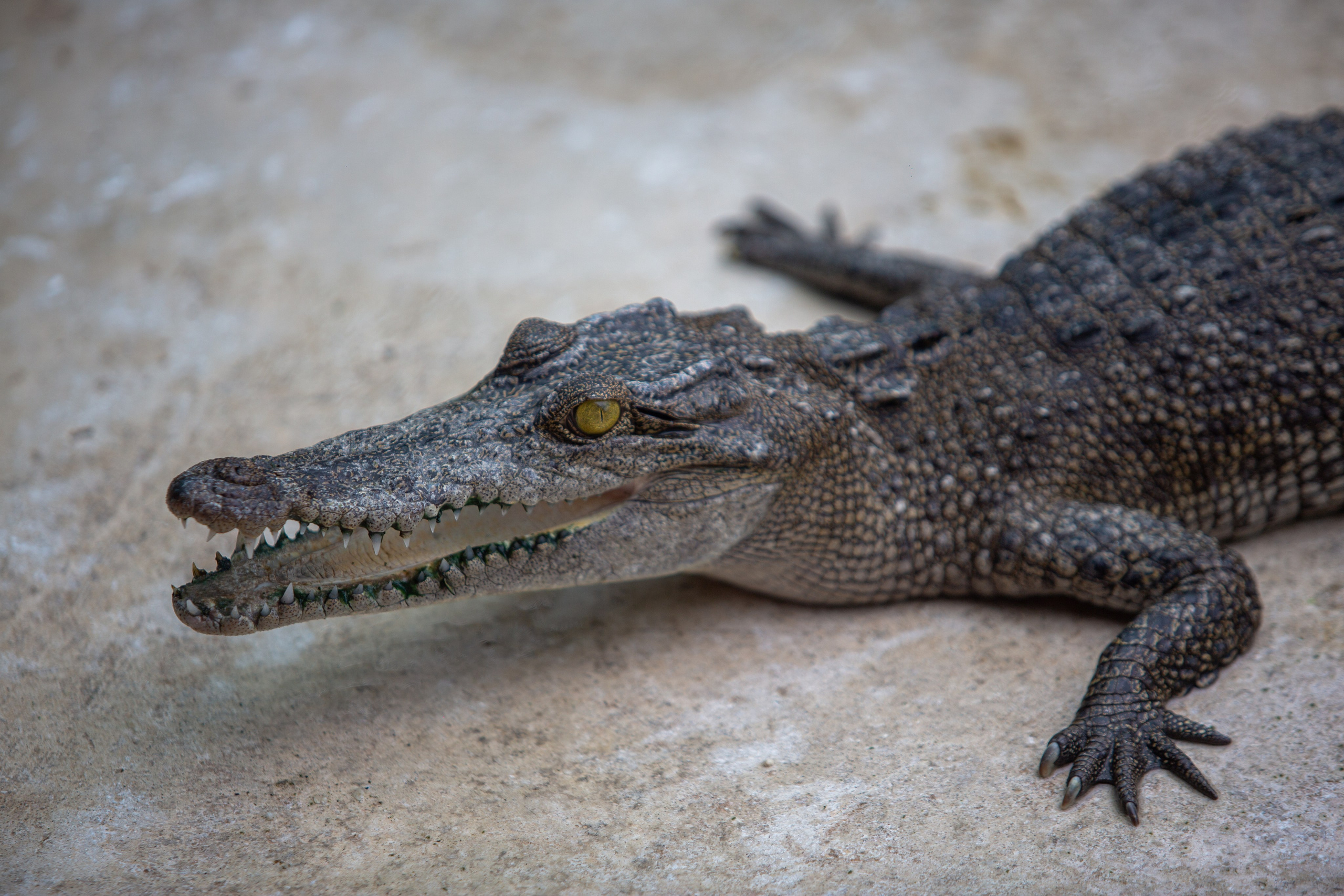 Samut Prakan Crocodile Farm & Zoo. Photographer Sonkina Tatiana (Tanya Ash)