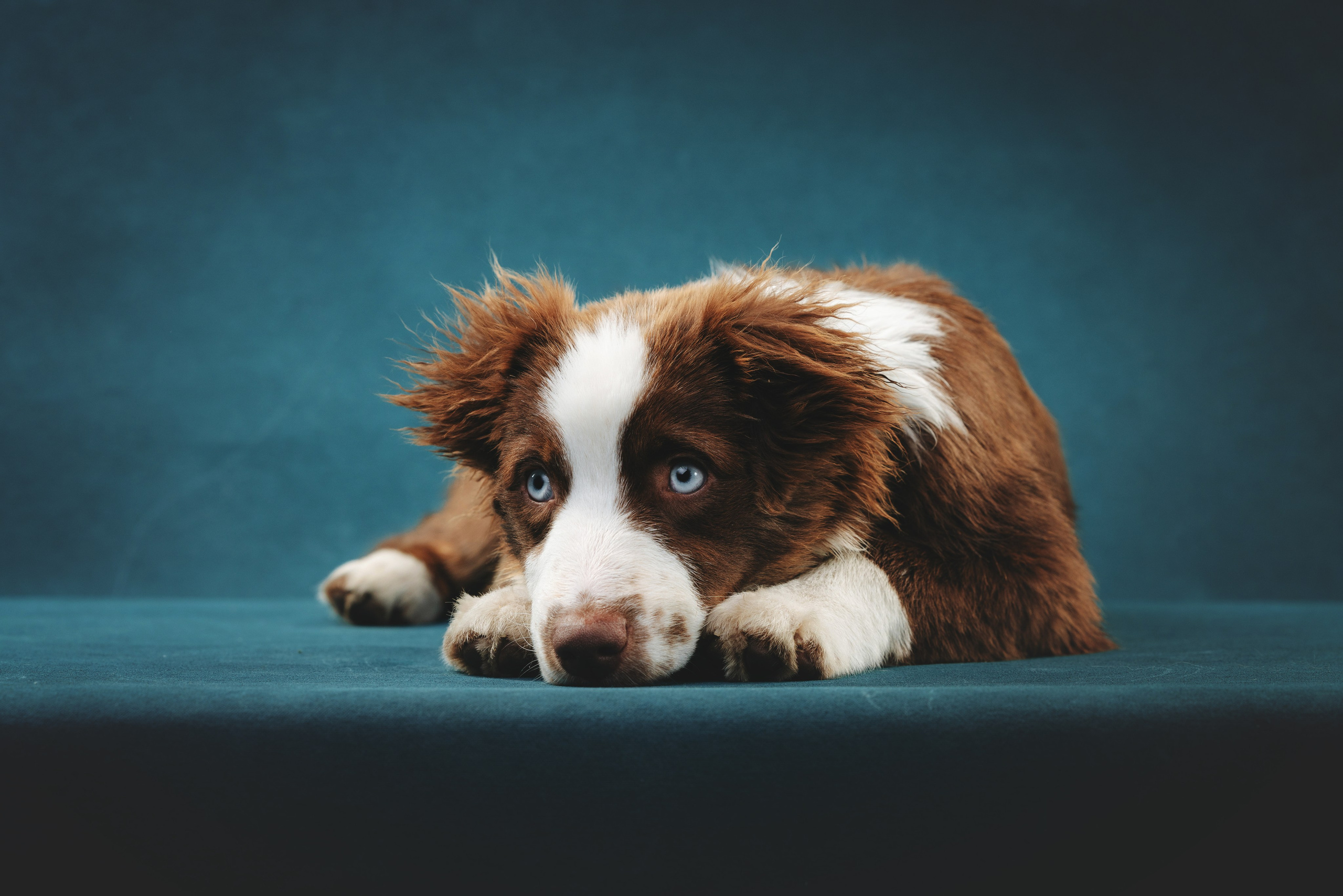 Миниаусси Дайс. Фотограф анималист Осипчикова Мария