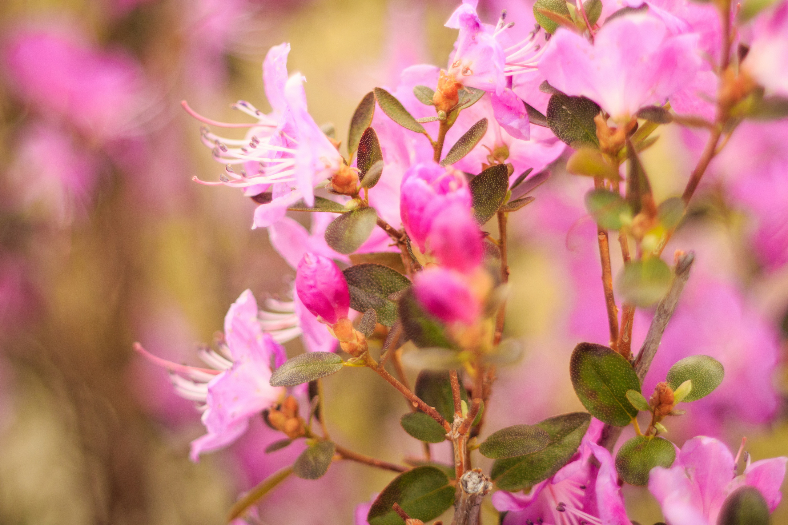 Мой Алтай. Фотограф Кирилл Мешков Кемерово