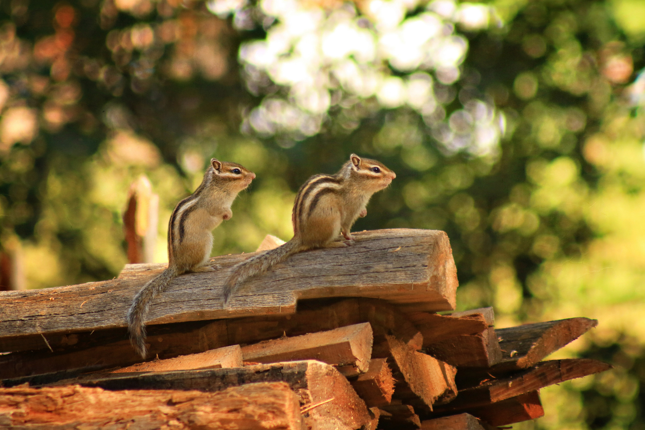 Мой Алтай. Фотограф Кирилл Мешков Кемерово