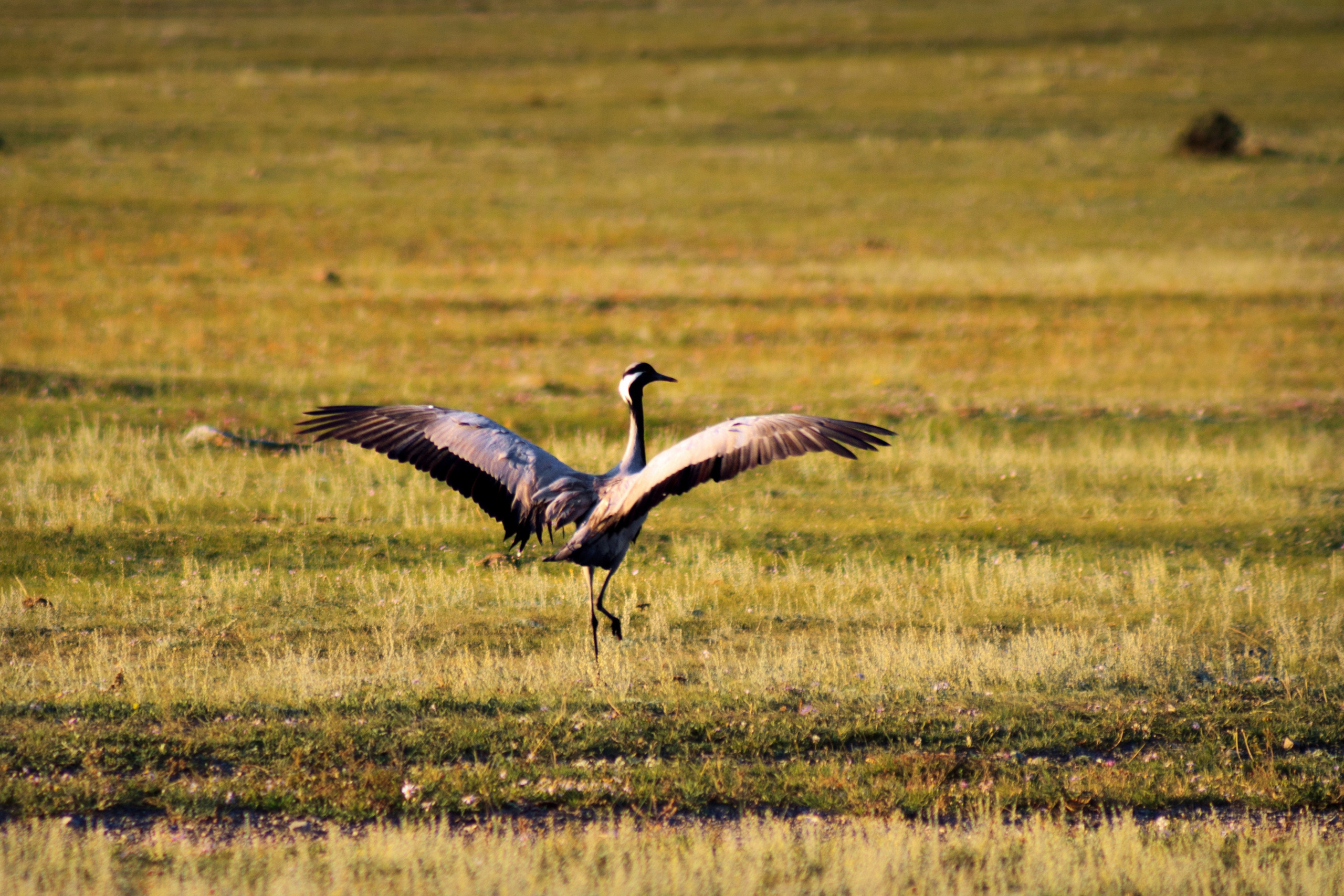 Мой Алтай. Фотограф Кирилл Мешков Кемерово