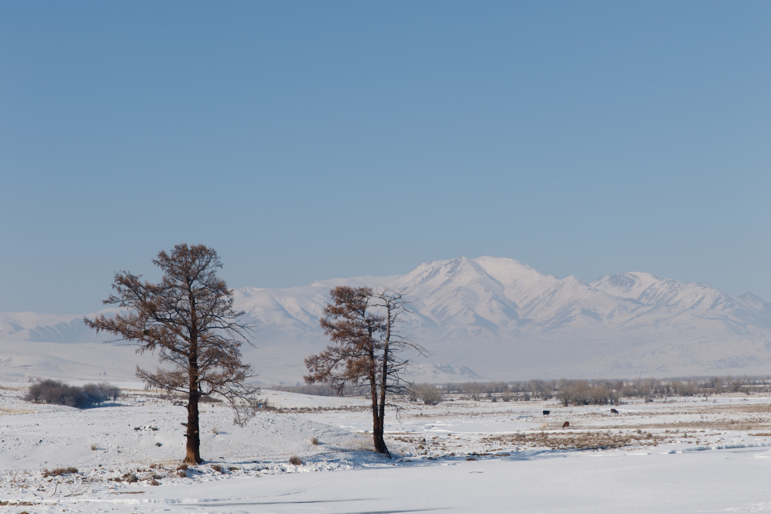 Мой Алтай. Фотограф Кирилл Мешков Кемерово