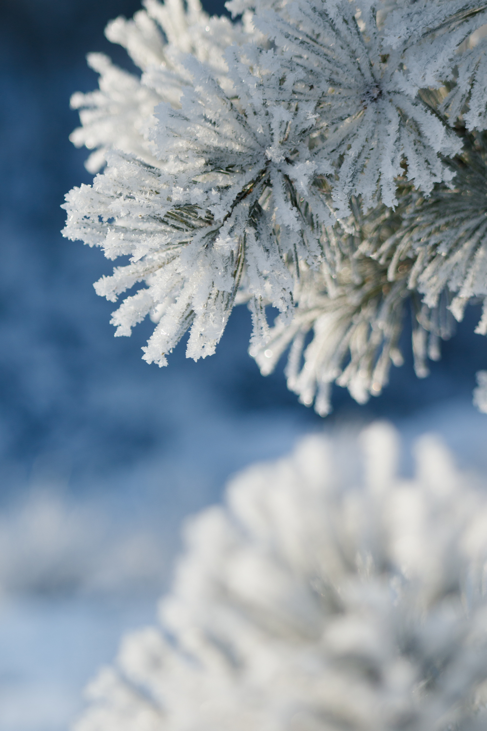 Мой Алтай. Фотограф Кирилл Мешков Кемерово