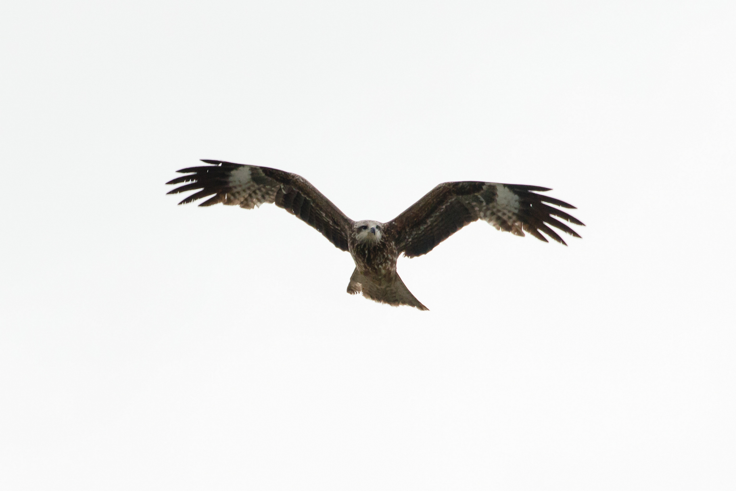 Мой Алтай. Фотограф Кирилл Мешков Кемерово