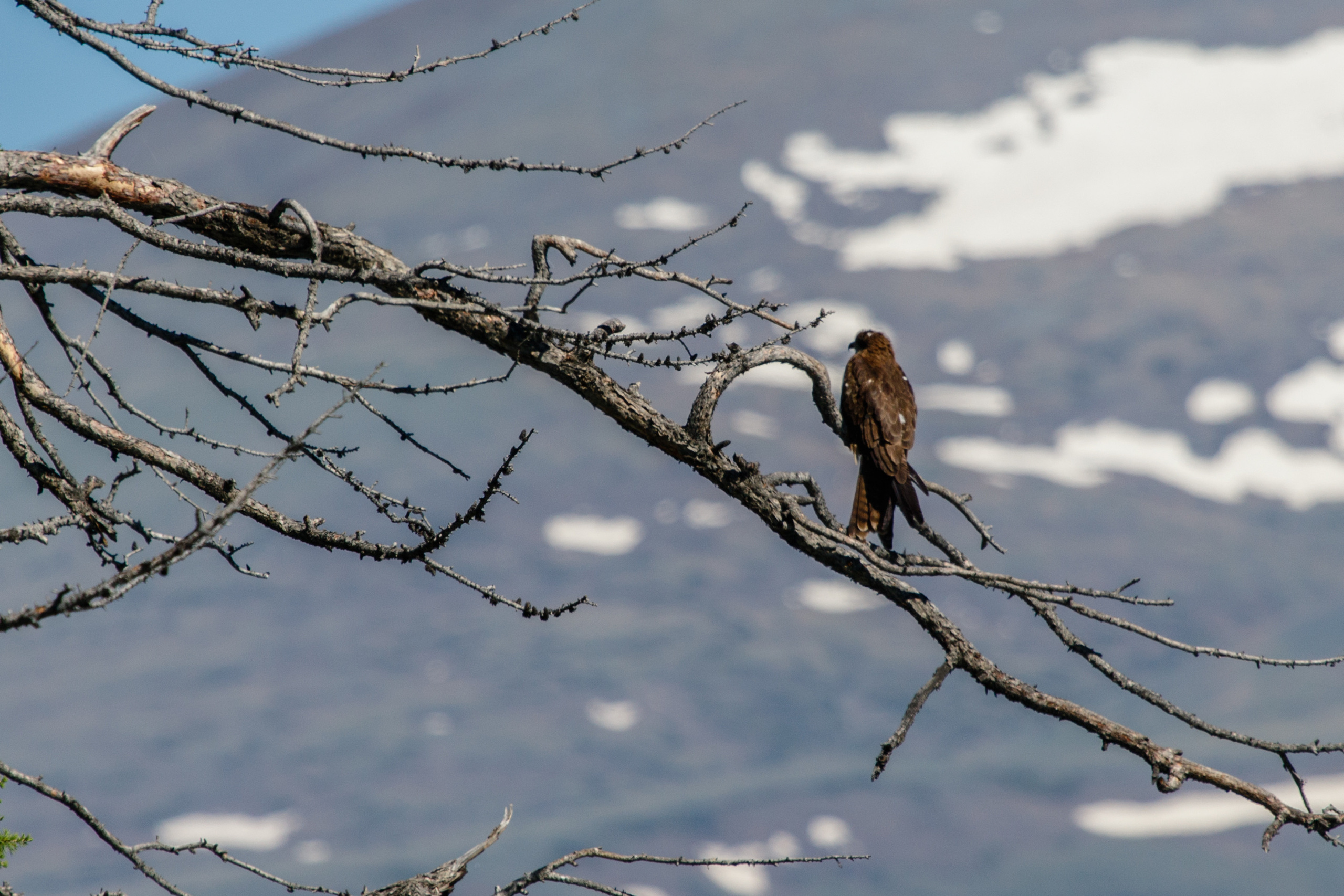 Мой Алтай. Фотограф Кирилл Мешков Кемерово