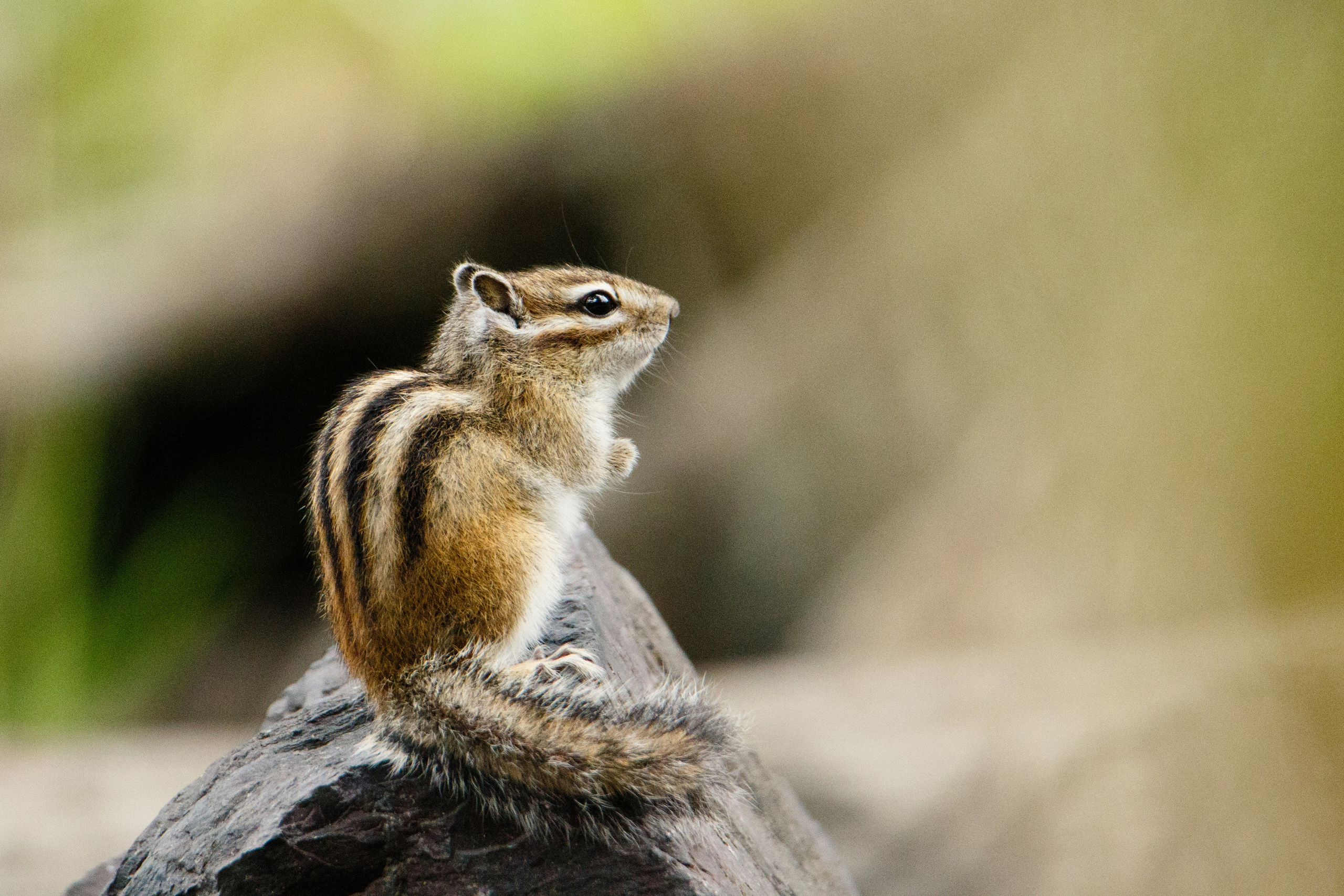 Мой Алтай. Фотограф Кирилл Мешков Кемерово
