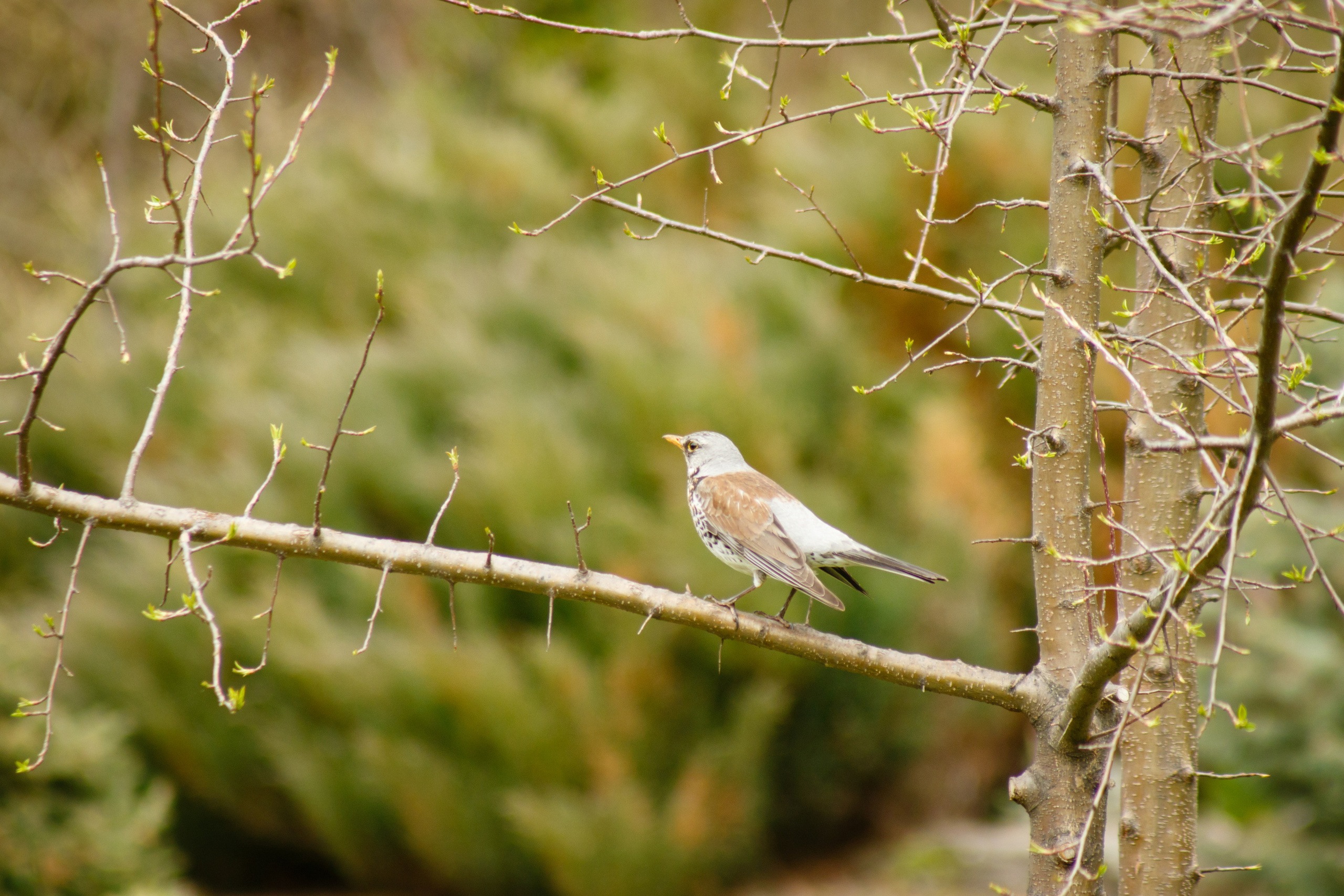Мой Алтай. Фотограф Кирилл Мешков Кемерово