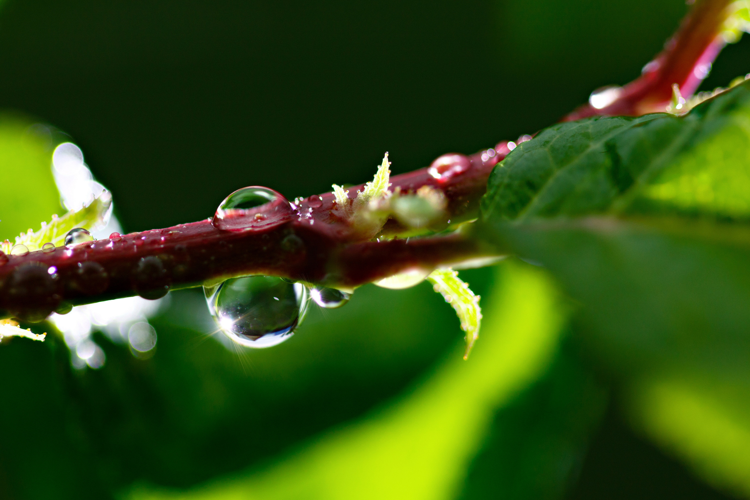 Мой Алтай. Фотограф Кирилл Мешков Кемерово