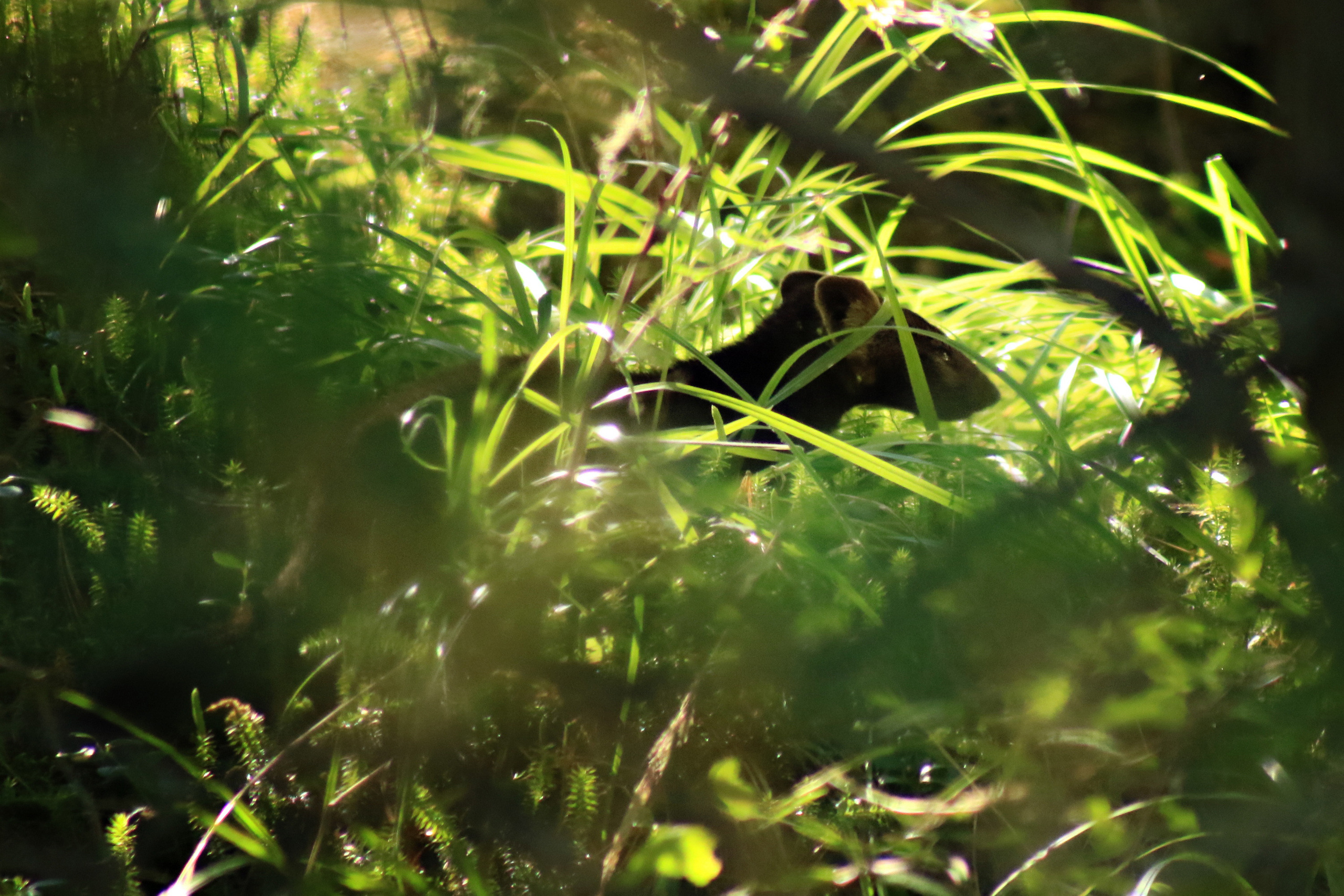 Мой Алтай. Фотограф Кирилл Мешков Кемерово