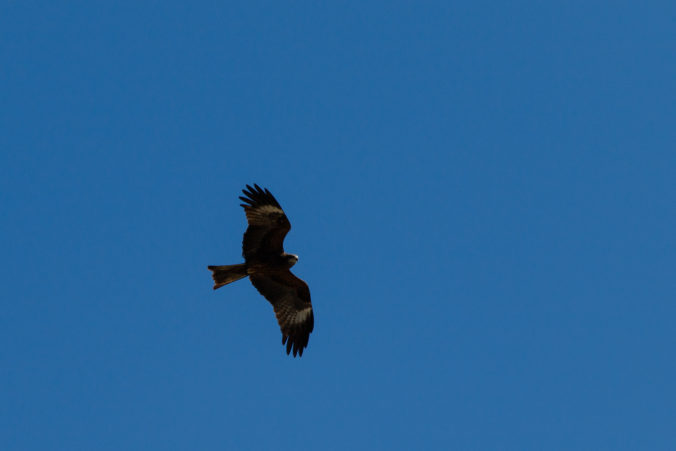Мой Алтай. Фотограф Кирилл Мешков Кемерово