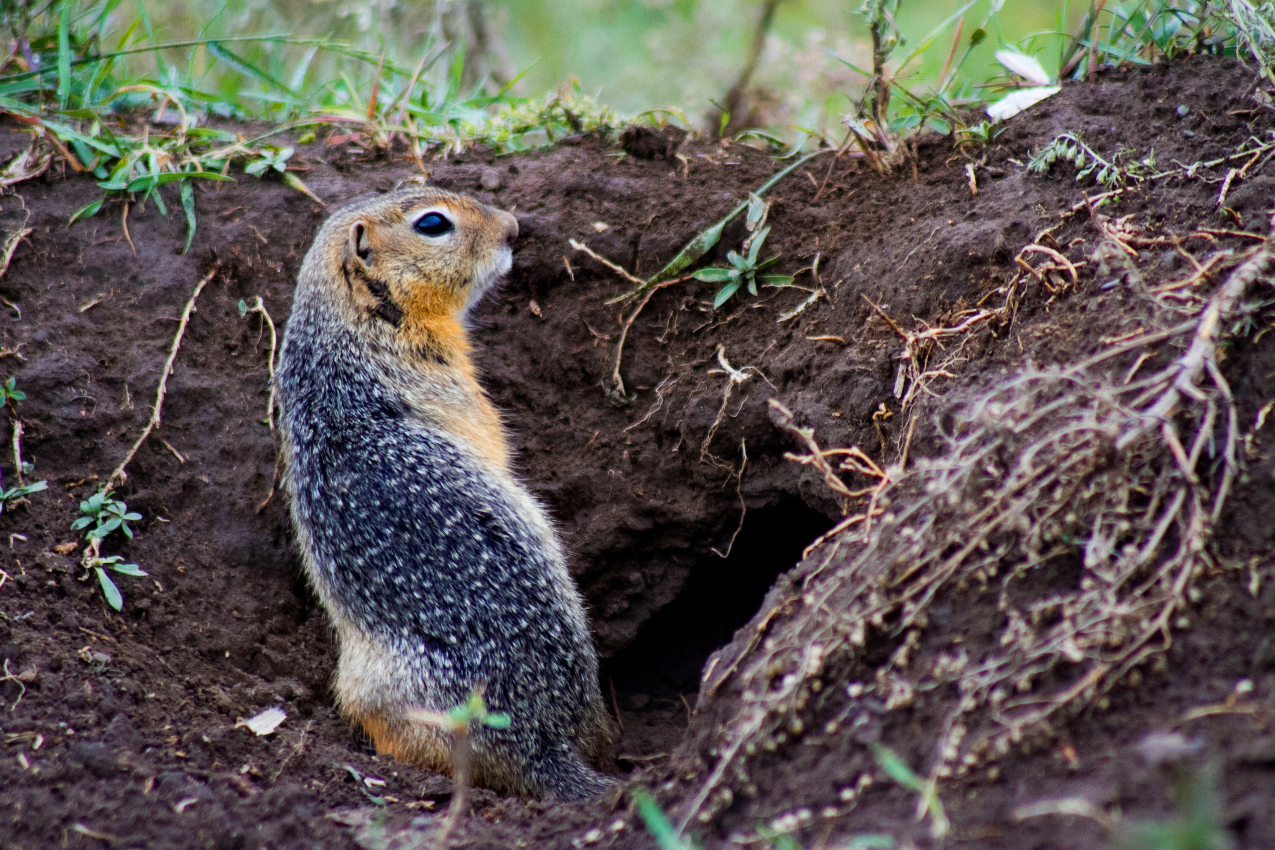 Мой Алтай. Фотограф Кирилл Мешков Кемерово