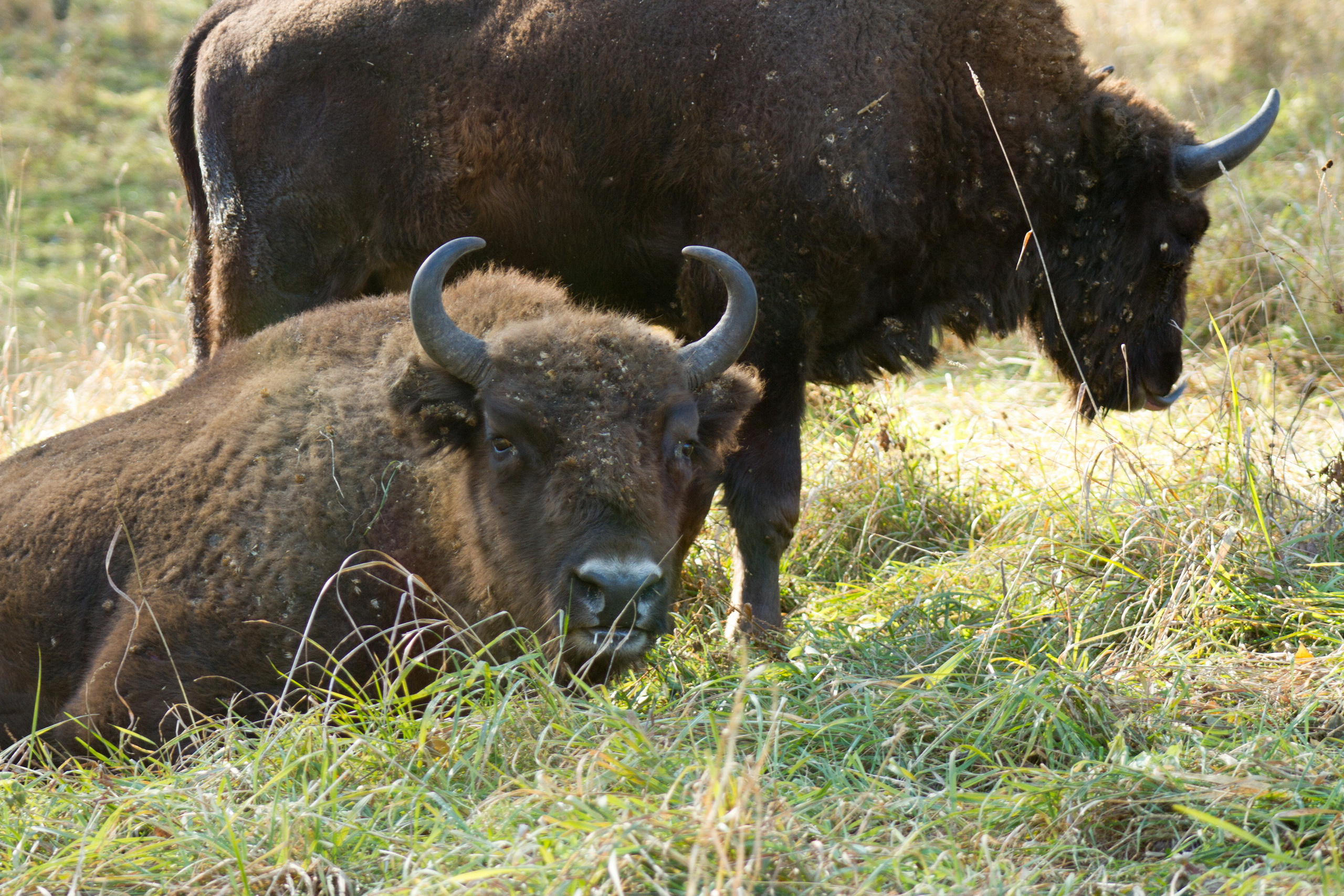 Мой Алтай. Фотограф Кирилл Мешков Кемерово